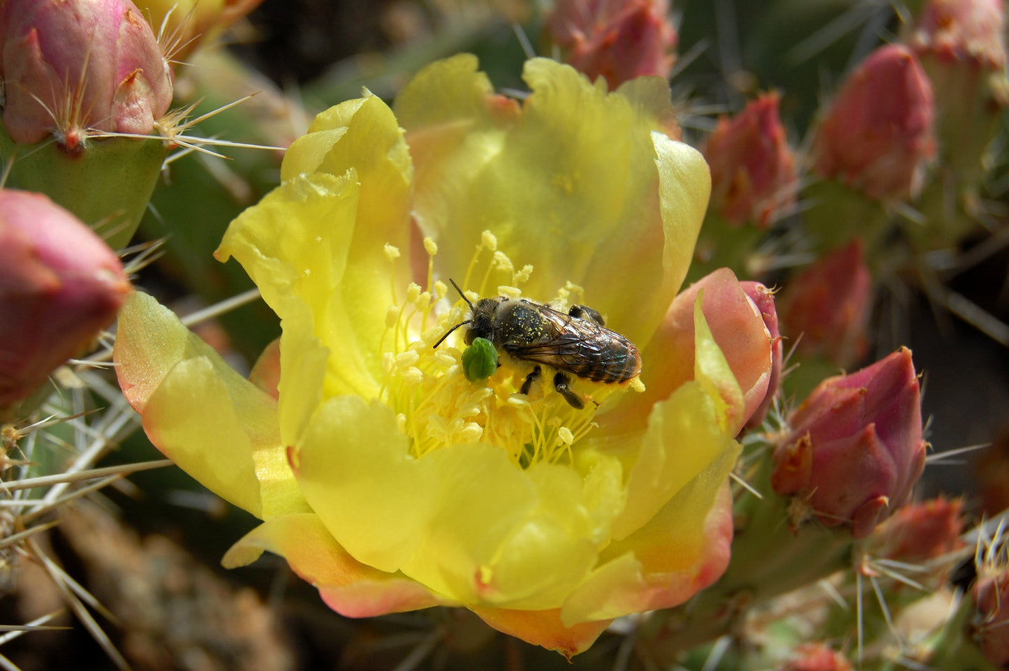 OP050: Opuntia arenaria COLD HARDY CACTUS