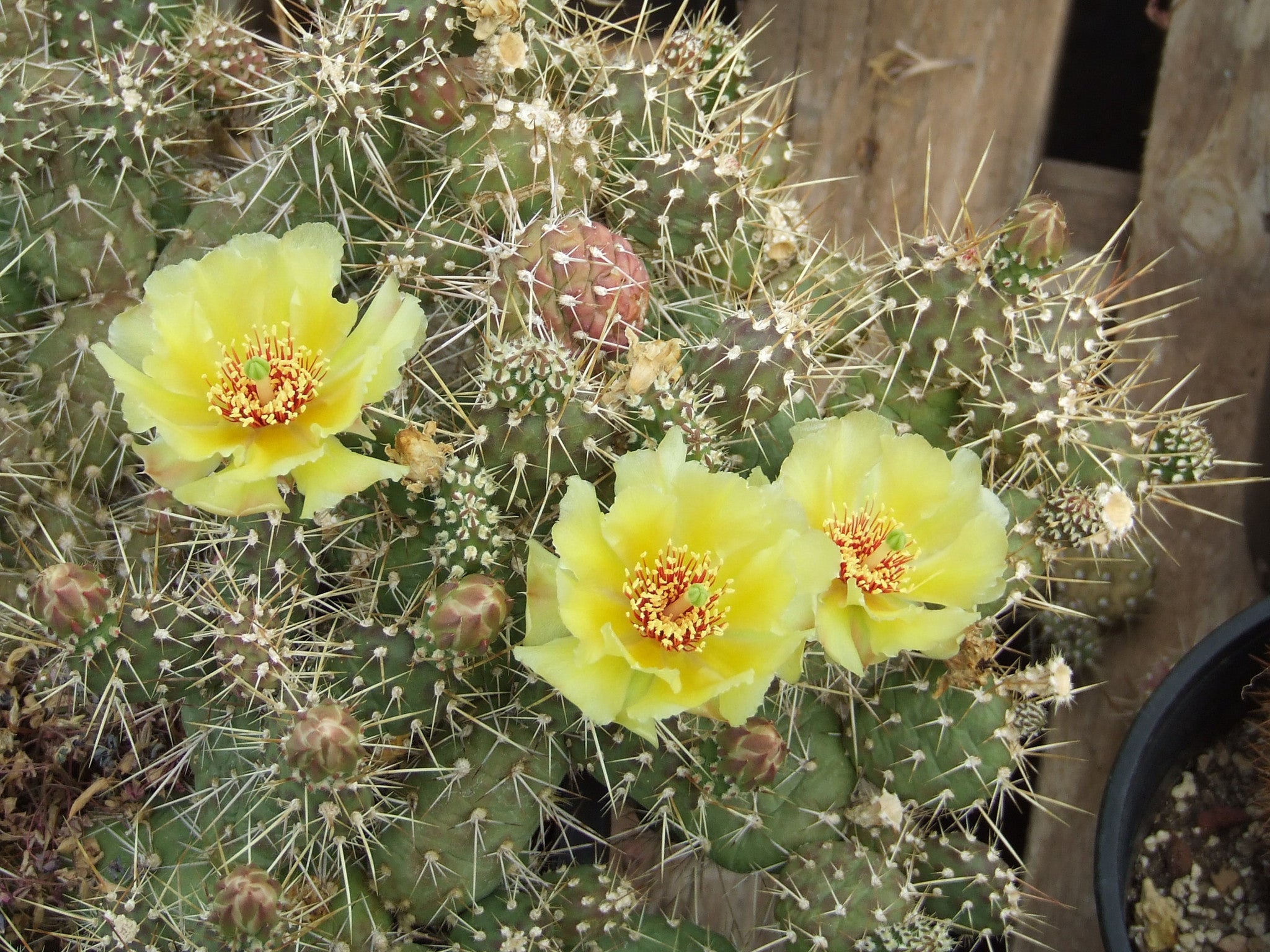 OP025: Opuntia erinacea v. columbiana (Columbia River Cat's Paw