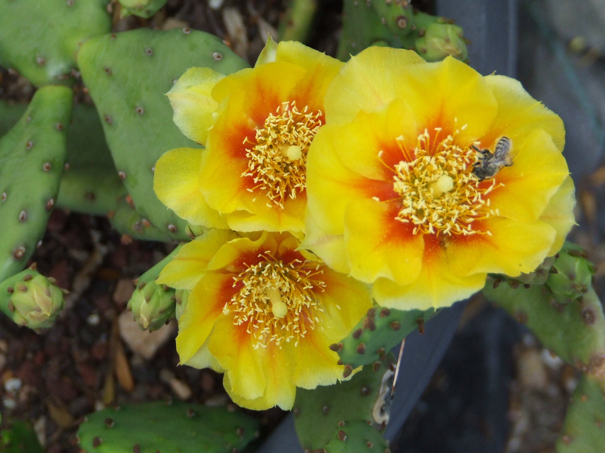 OP088: Opuntia humifusa 'Barr's Dwarf' COLD HARDY CACTUS