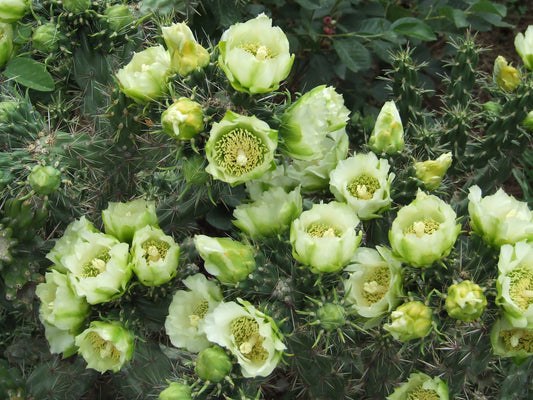 OP019: Cylindropuntia imbricata v. arborescens 'White Tower' (White Flowered Tree Cholla) COLD HARDY CACTUS