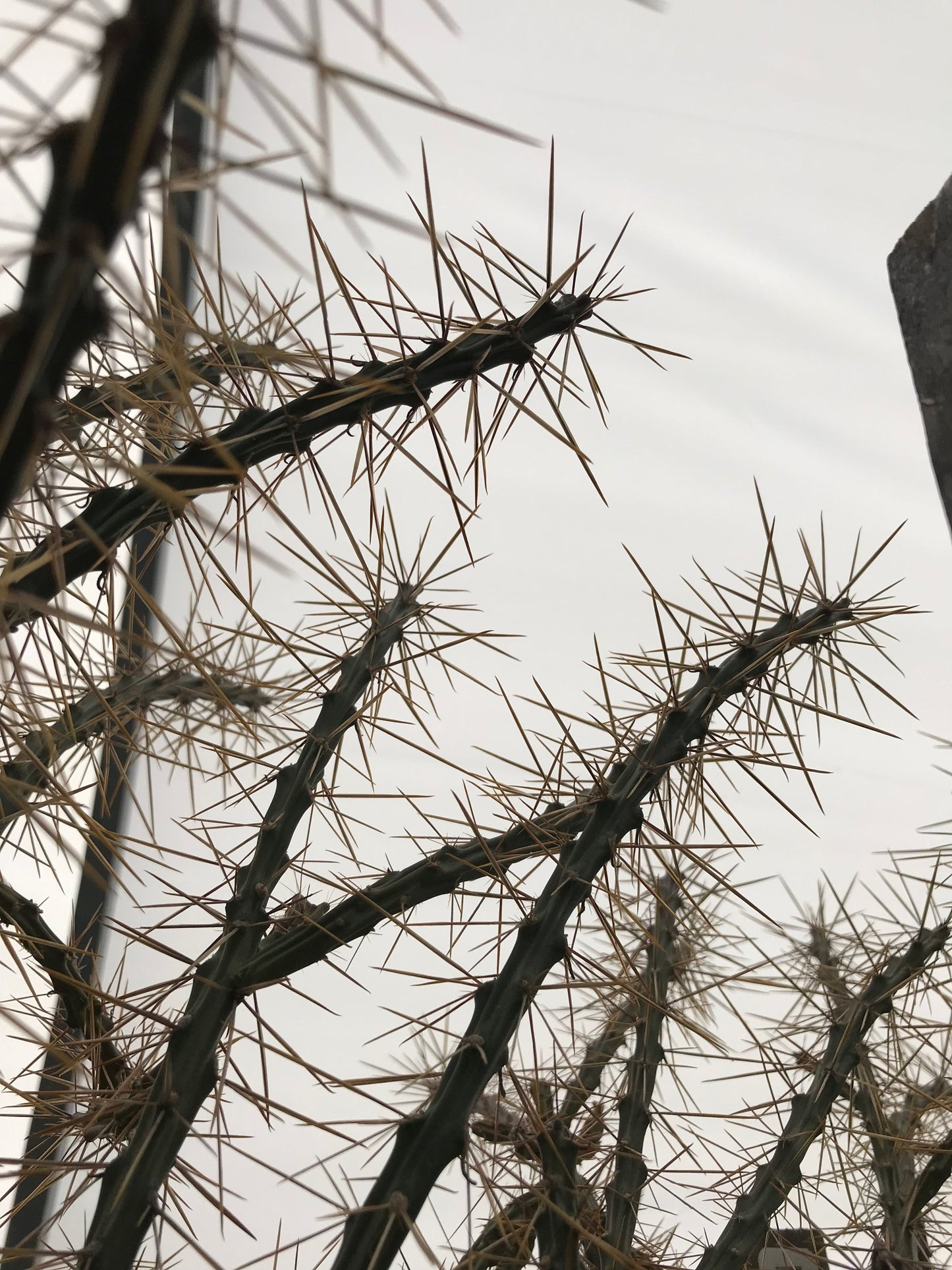 OP049: Cylindropuntia kleiniae x leptocaulis COLD HARDY CACTUS