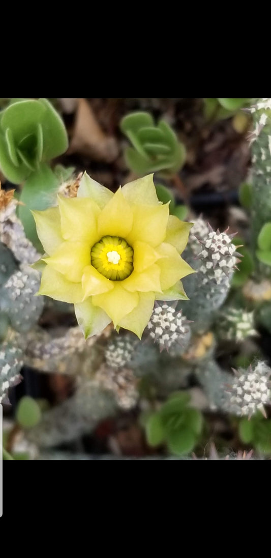 OP106:  Opuntia ramosissima (Spineless form) COLD HARDY CACTUS
