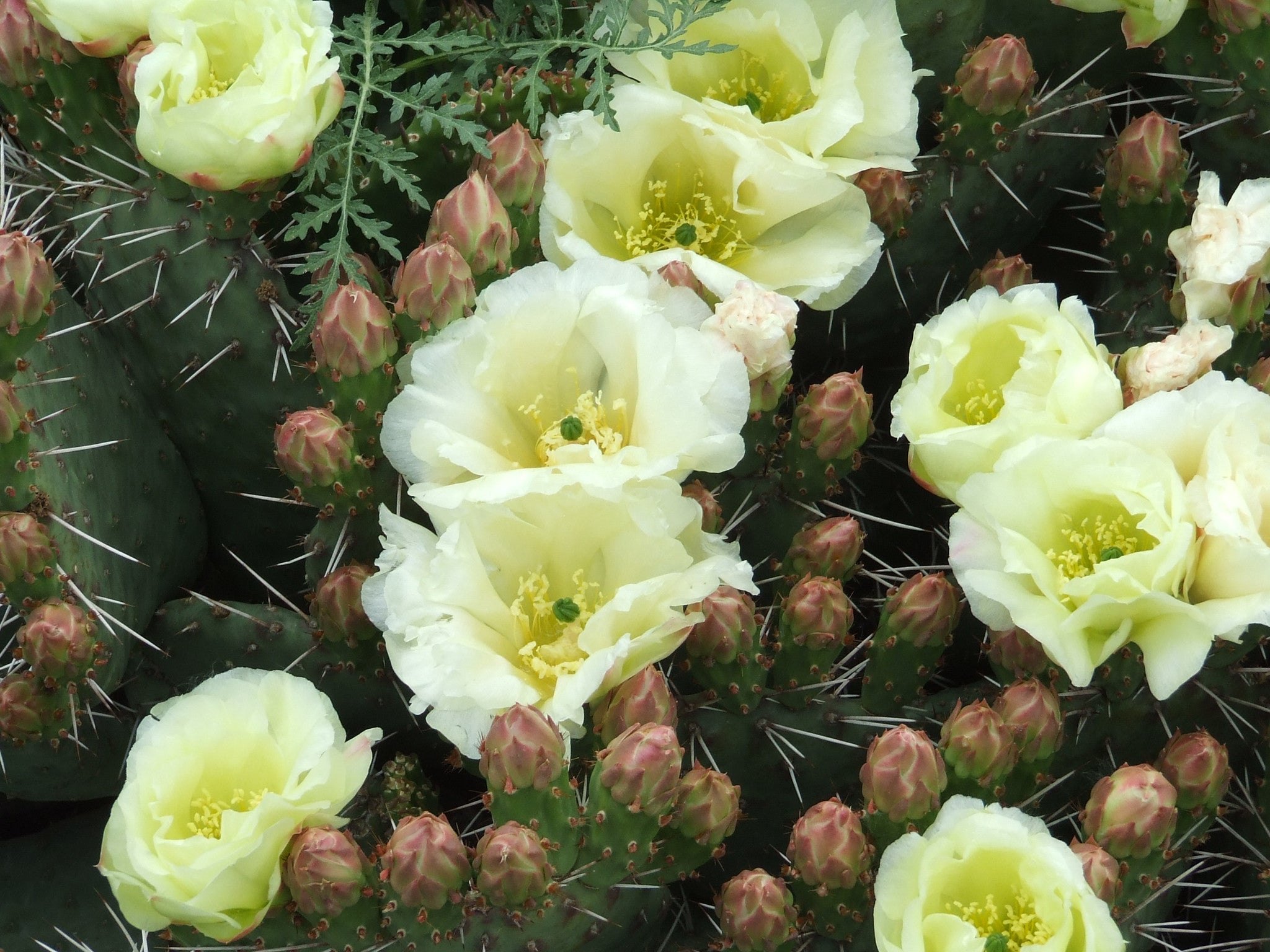 OP013: Opuntia rhodantha 'Snowball' COLD HARDY CACTUS