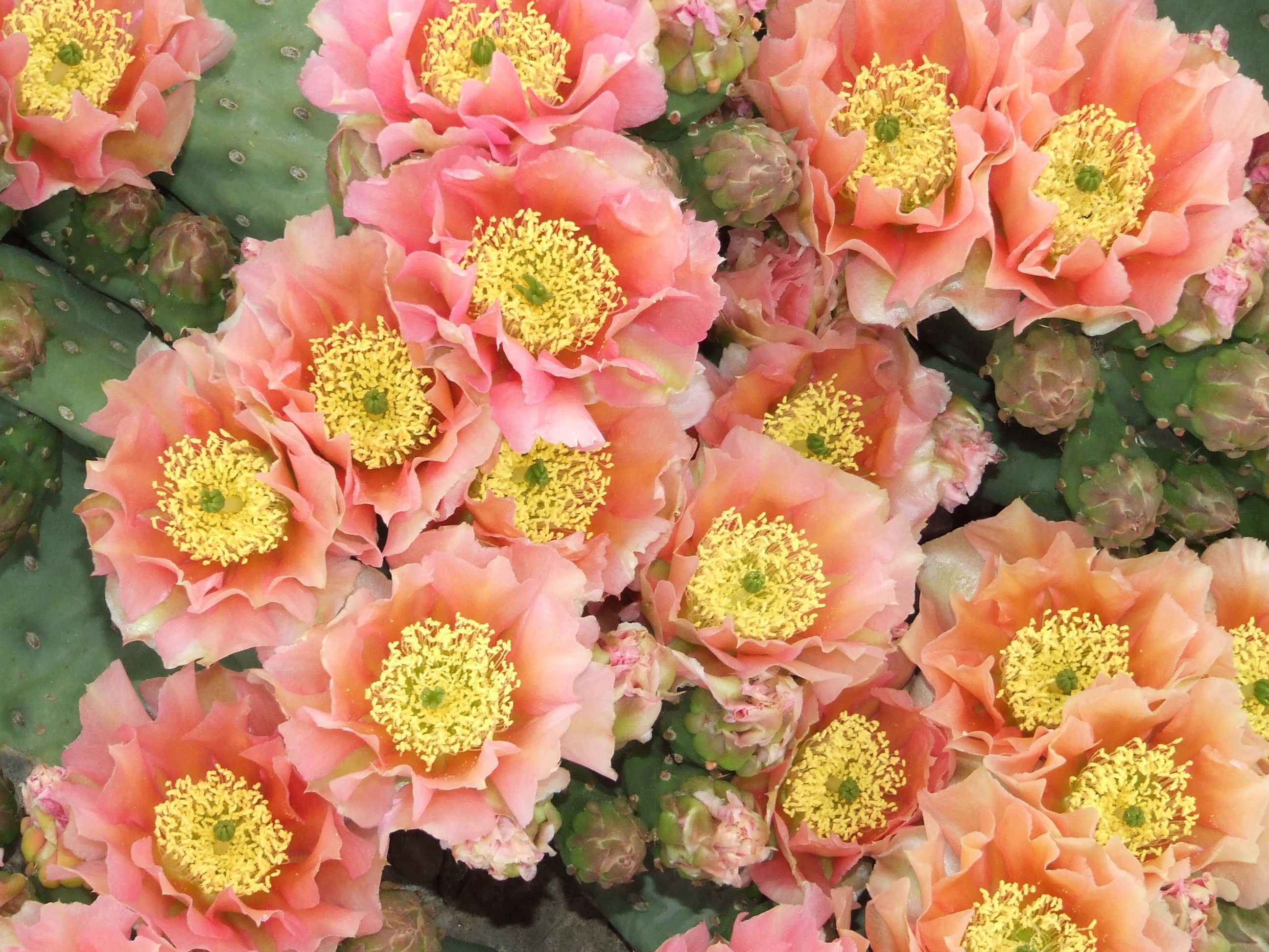 ヨニワンド　ローズクォーツ　DeepOceanPlesuary OP101: Opuntia hybrid WALK IN BEAUTY™ Apricot Glory COLD HARDY
