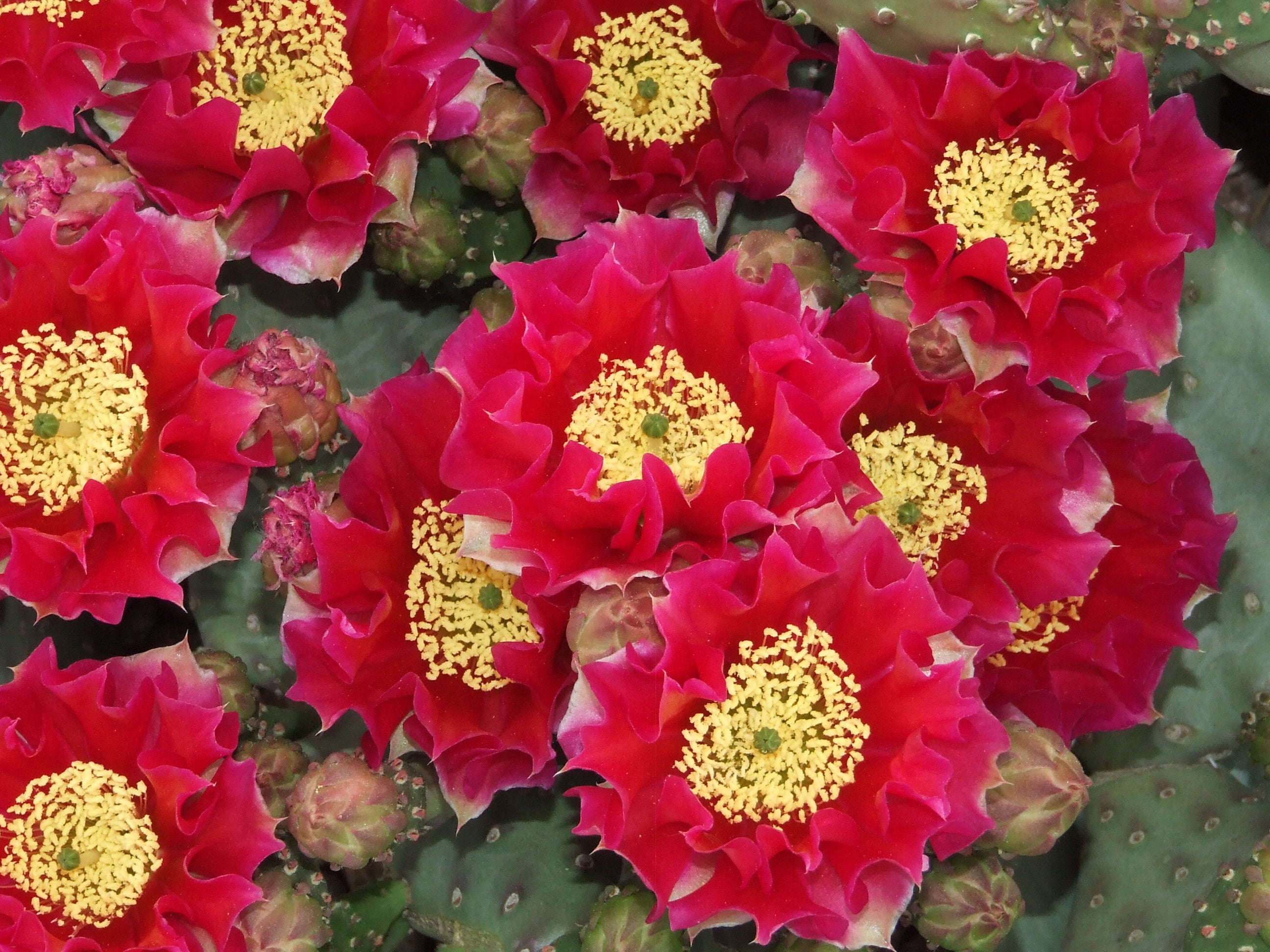 OP096: Opuntia hybrid WALK IN BEAUTY™ Garnet Glow COLD HARDY