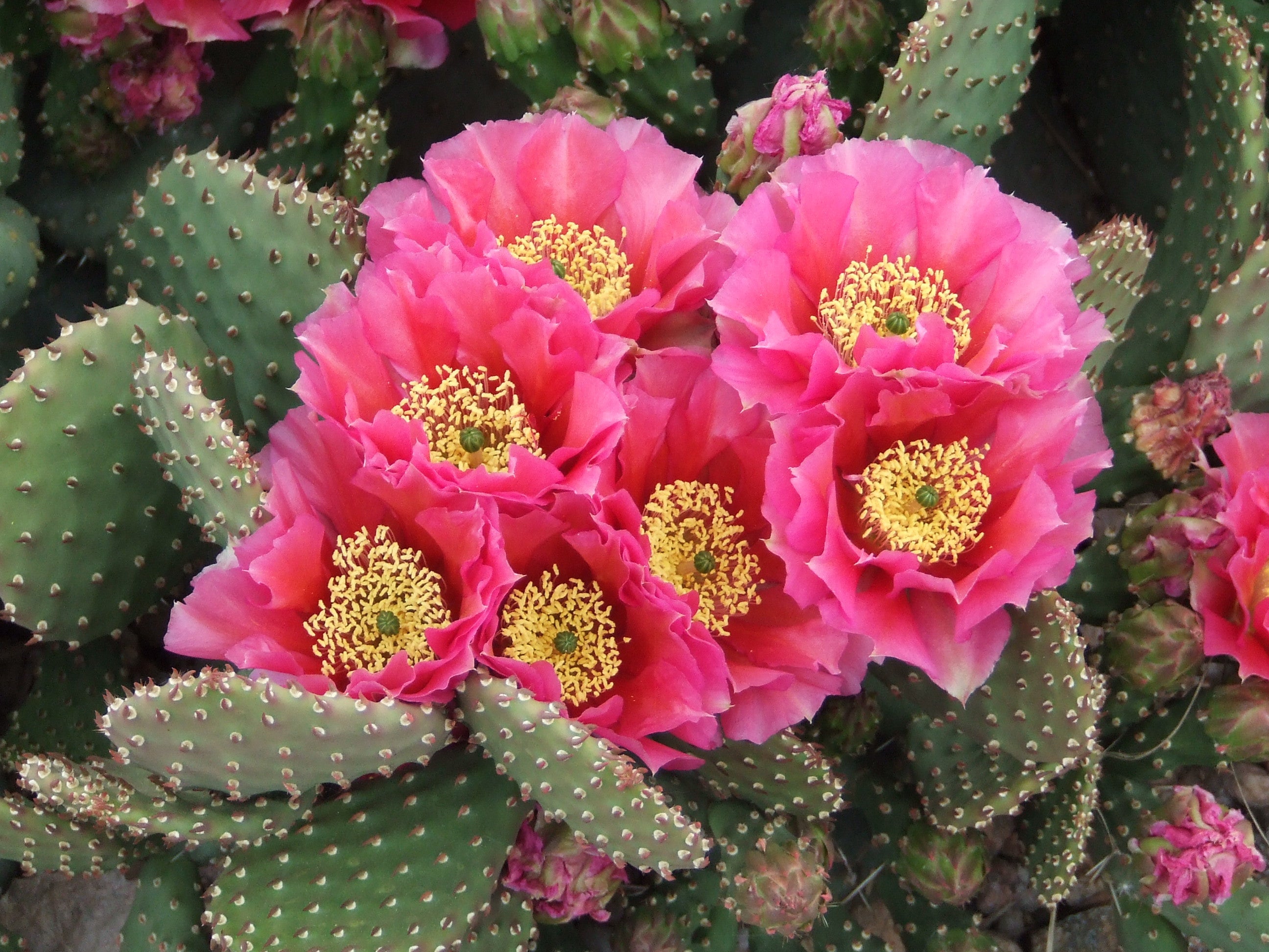 Strawflower Cactus- Don`t Overlook This Beauty - UnusualSeeds