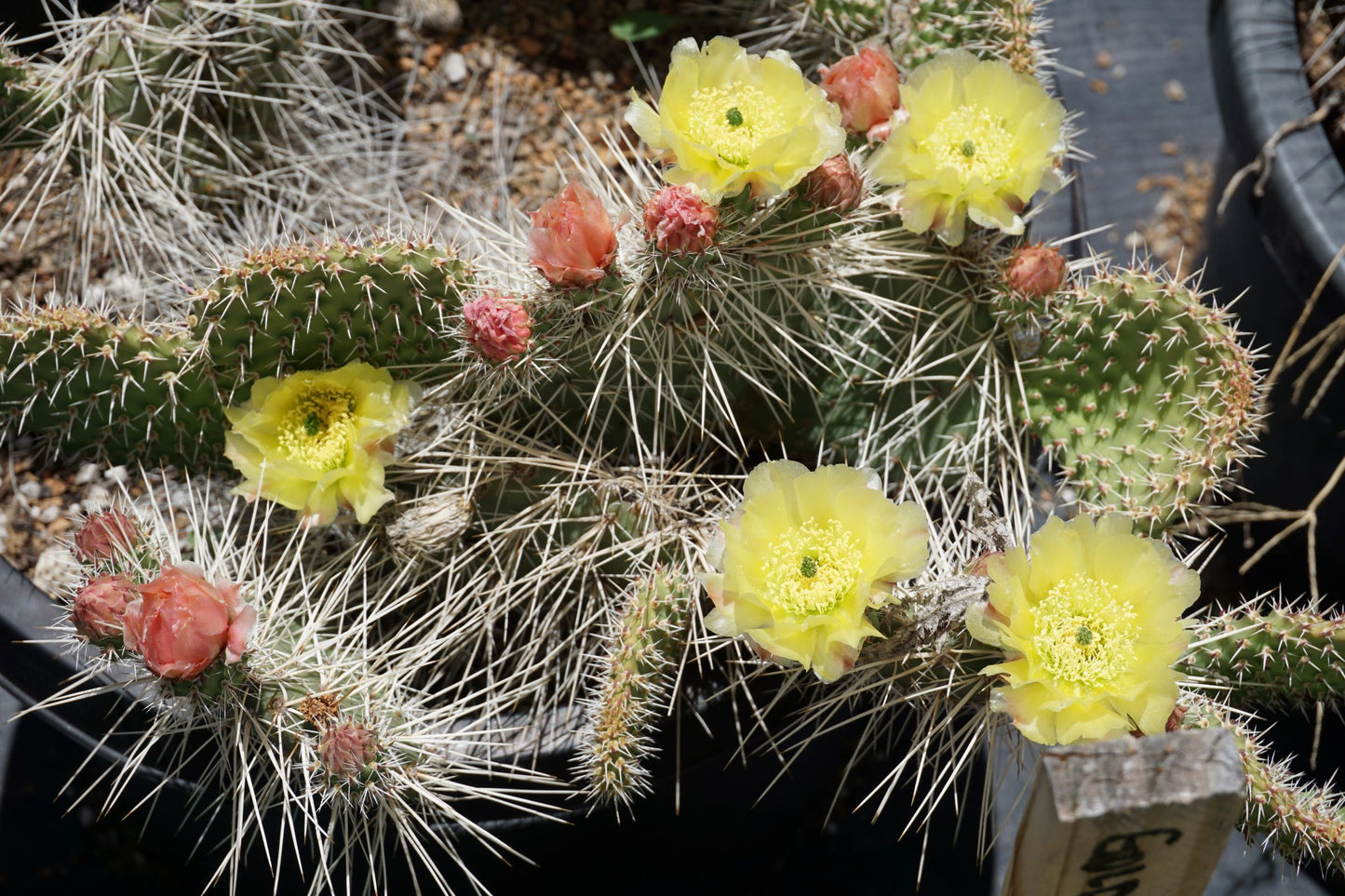 OP107: Opuntia trichophora x polyacantha 'Polar Bear' COLD HARDY CACTUS
