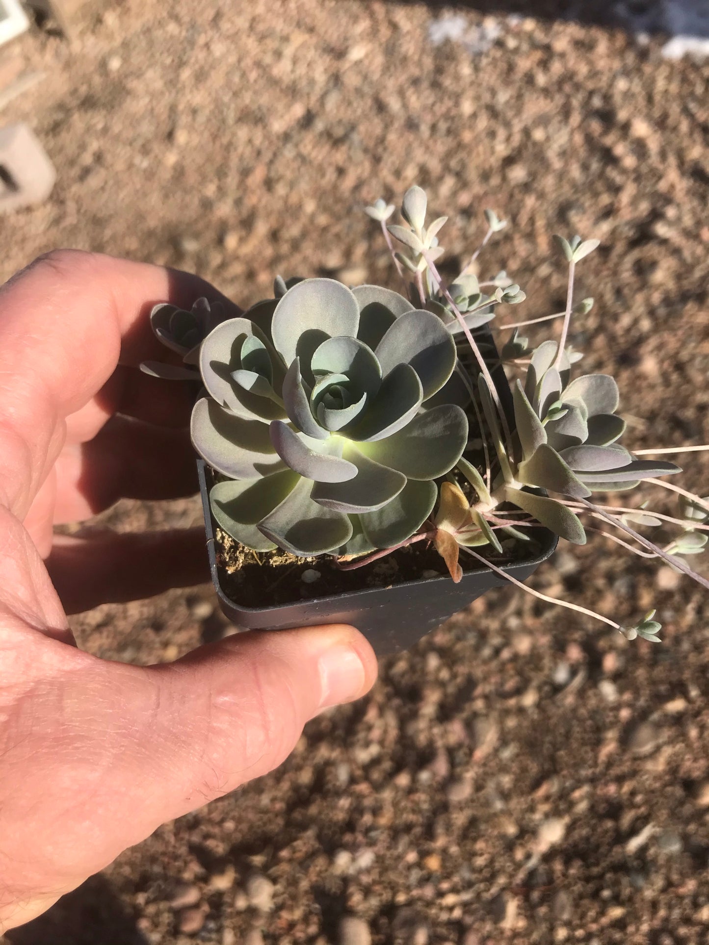 OT031:  Orostachys furusei Japanese Dunce Caps  COLD HARDY CACTUS