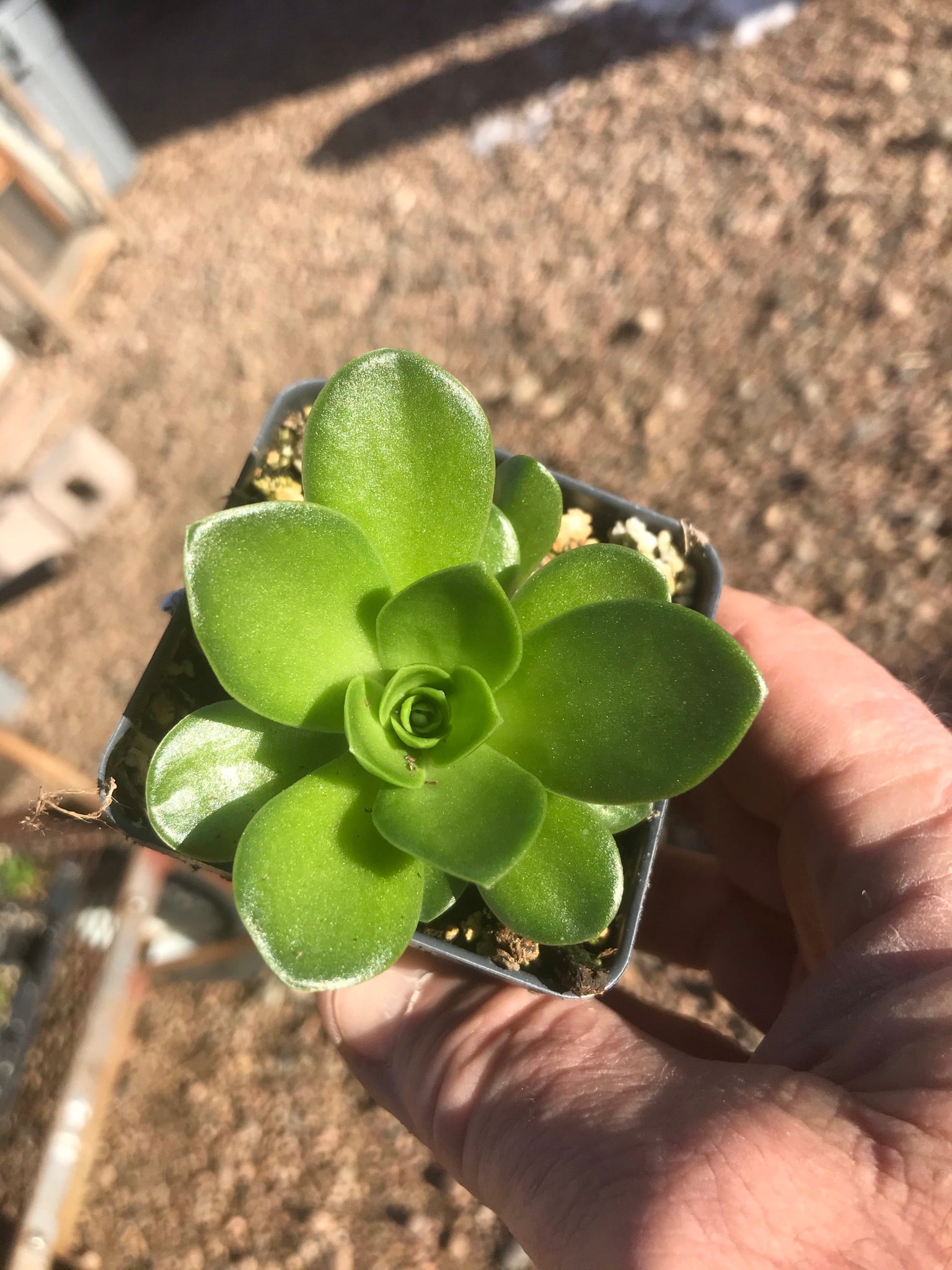 dunce cap succulent plant OT032: Orostachys malacophylla Green Dunce Caps COLD HARDY CACTUS