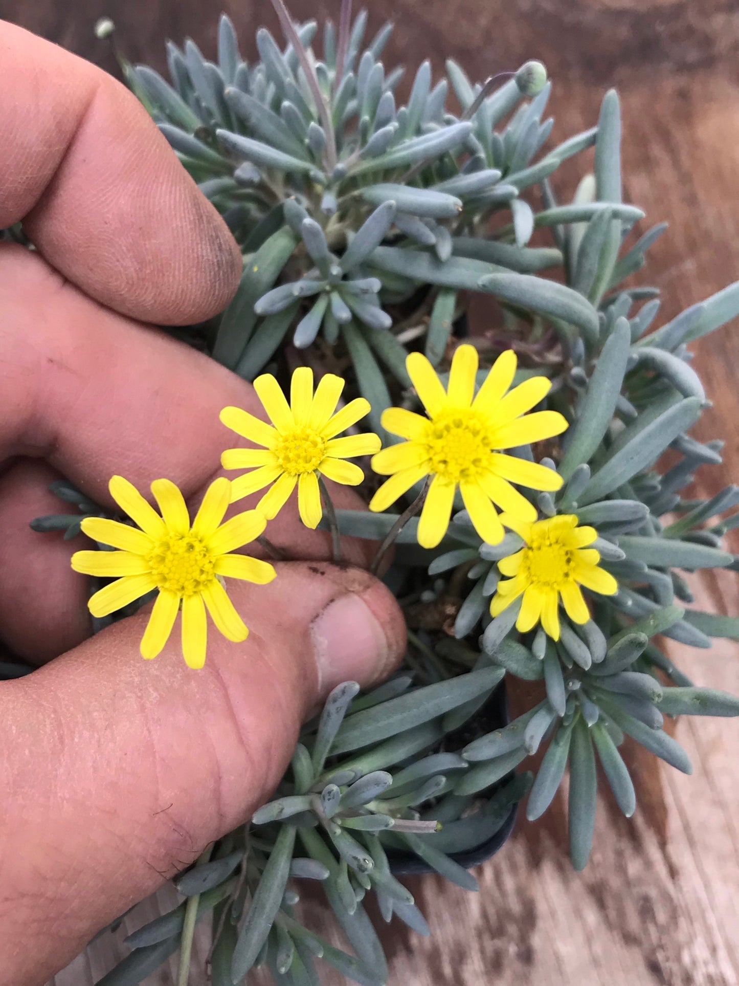 OT030: Othonna capensis COLD HARDY CACTUS