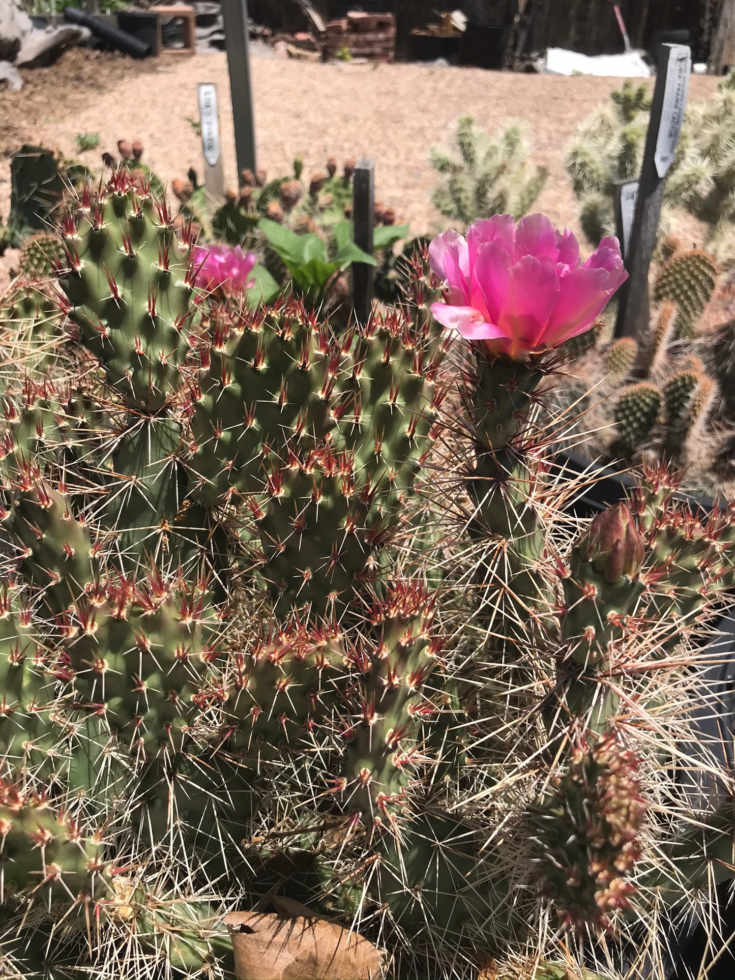 OP117: Opuntia trichophora 'Pink Teddy' COLD HARDY CACTUS