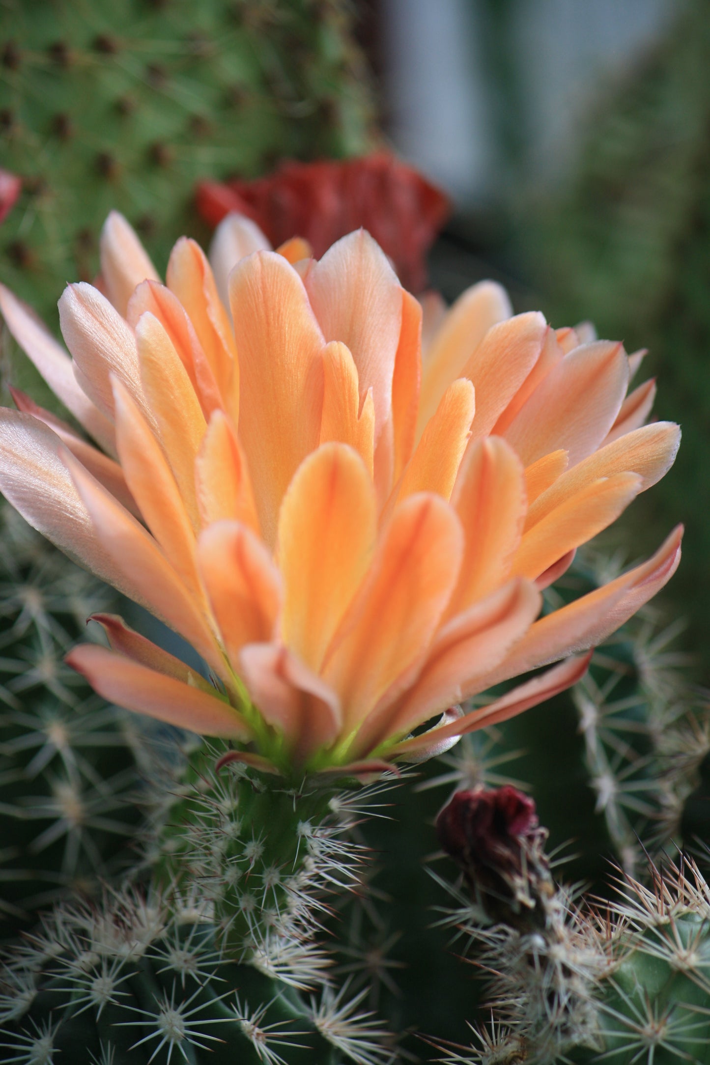 EC012: Echinocereus x lloydii, Lloyd's Hedgehog Cactus COLD HARDY CACTUS