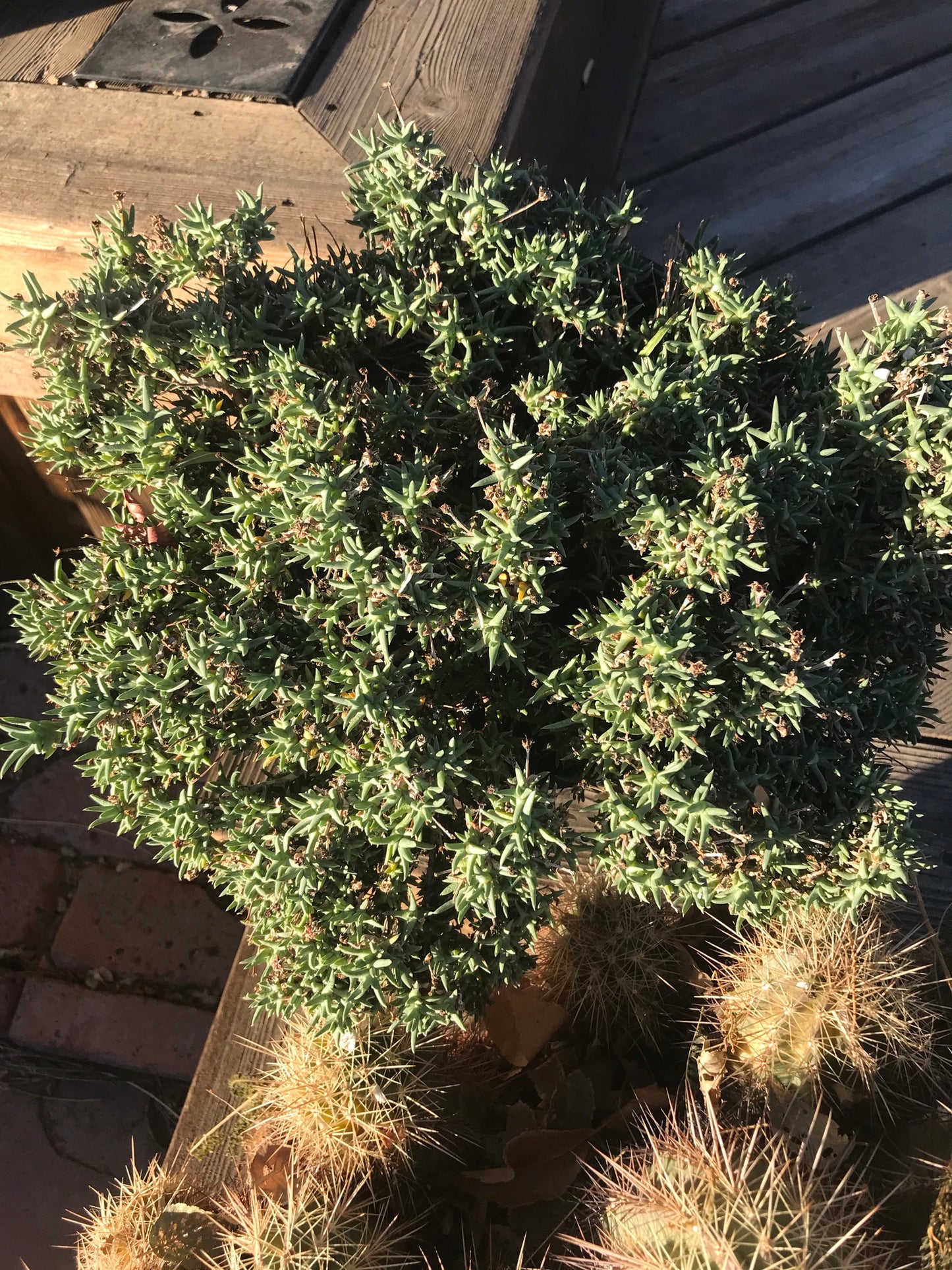 OT009: Ruschia indurata COLD HARDY CACTUS