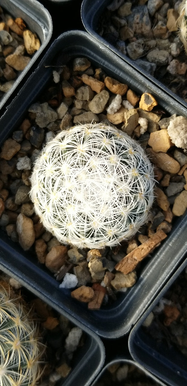 PE002: Pediocactus simpsonii v. minor (Snowball form) COLD HARDY CACTUS