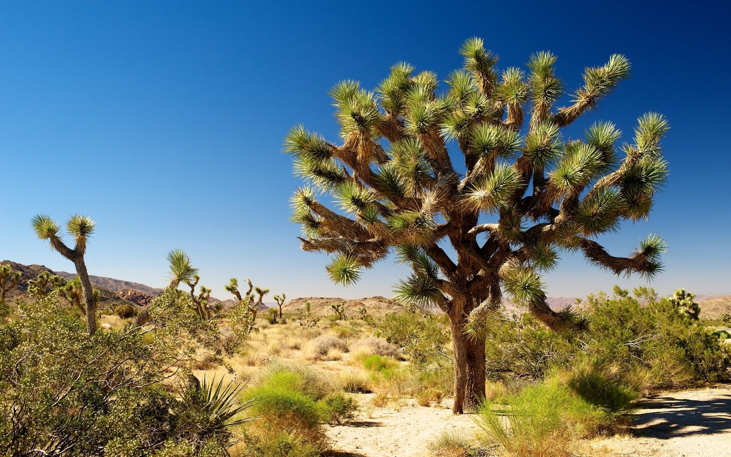 YU032: Yucca brevifolia v. jaegeriana JOSHUA TREE COLD HARDY CACTUS