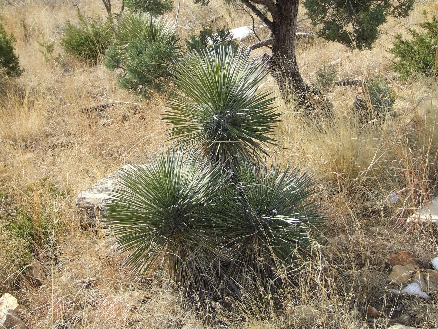 YU023: Yucca elata var. radiosa COLD HARDY CACTUS