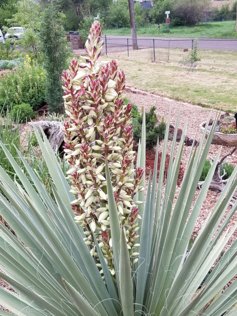 YU024:  Yucca faxoniana x rostrata hybrid COLD HARDY CACTUS