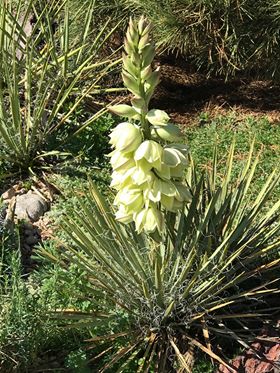 YU025: Yucca harrimaniae COLD HARDY CACTUS