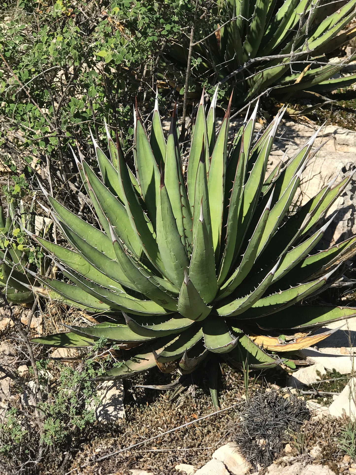 AG008: Agave lechuguilla COLD HARDY CACTUS