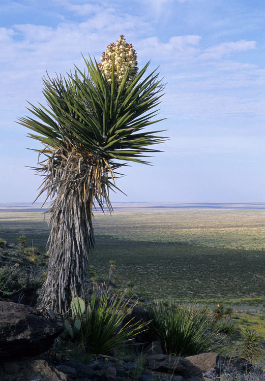 YU027:  Yucca treculeana  CROCKET CO, TX FORM  COLD HARDY CACTUS