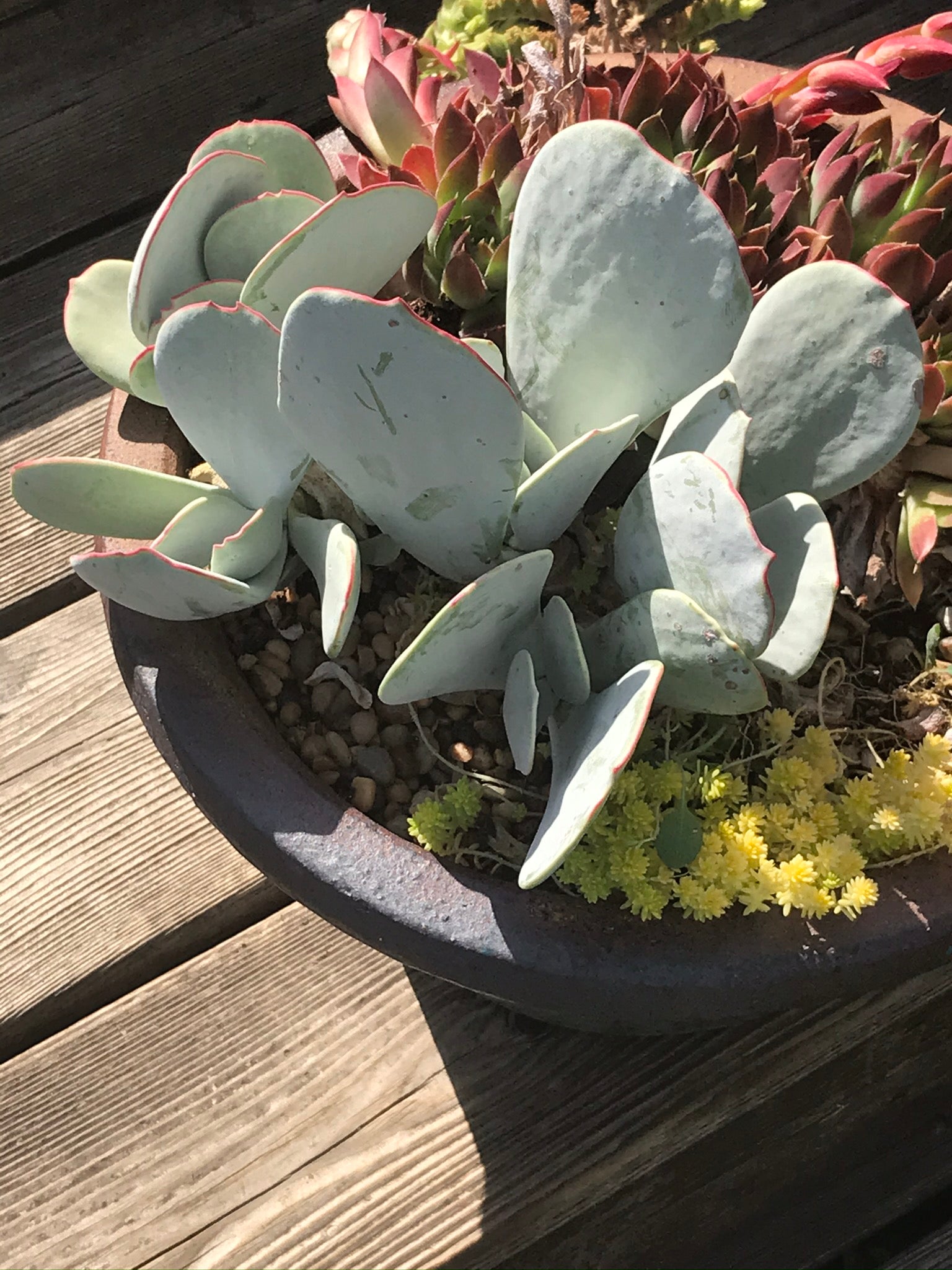 winter hardy succulent plants OT027 Cotyledon orbiculata COLD HARDY CACTUS