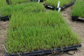 Dog Tuff™ Low-water Turfgrass ORDER AT DOGTUFFGRASS.COM