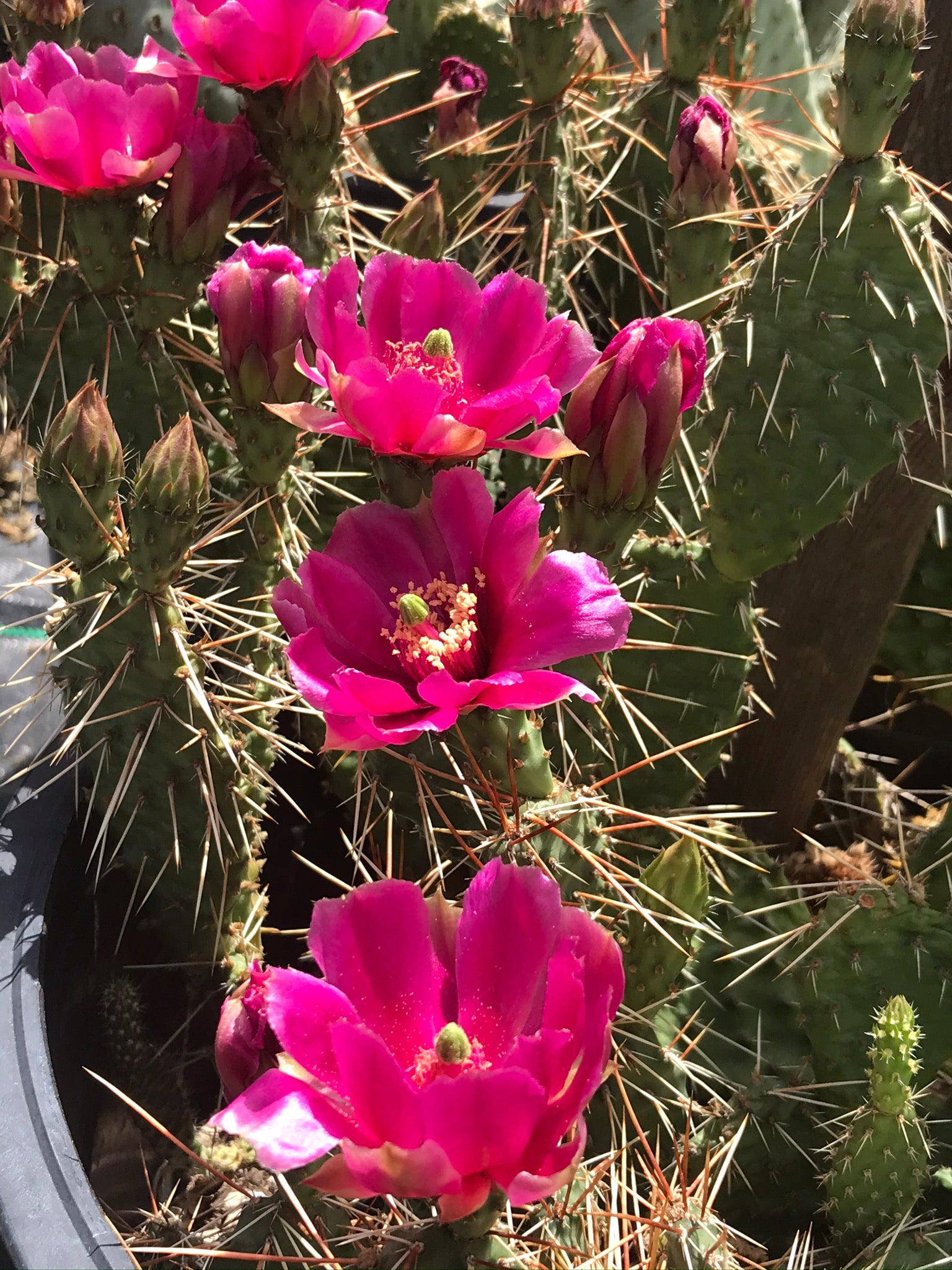 hardy prickly pear cactus OP114: Opuntia polyacantha v. juniperina 'Ruby' COLD HARDY CACTUS