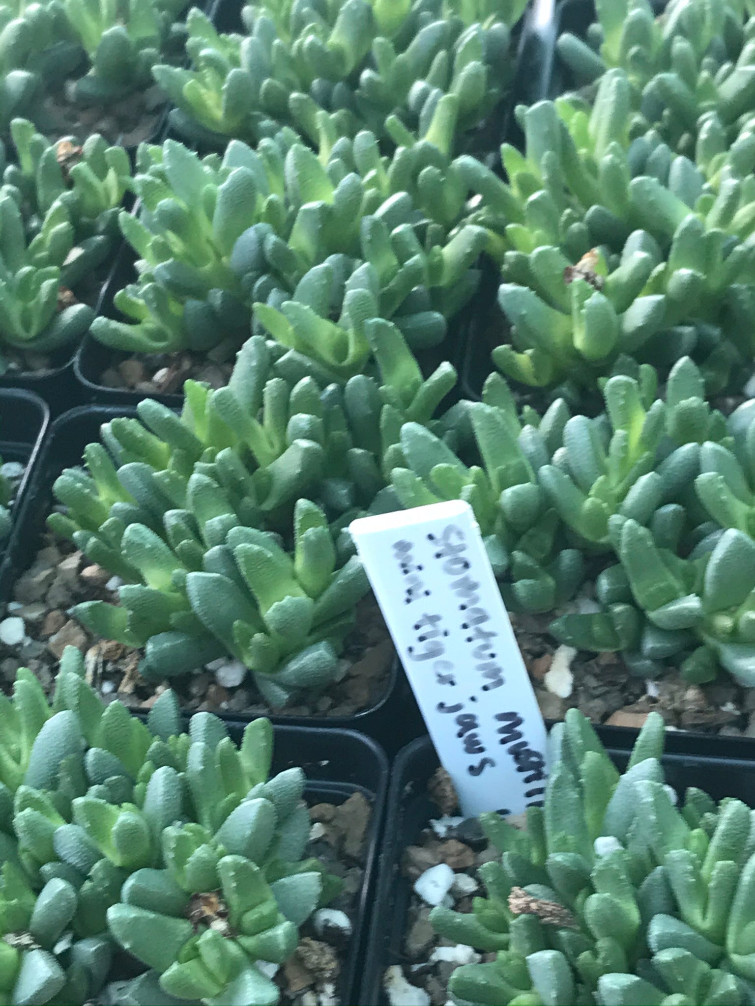 stomatium succulent OT026 Stomatium mustillinum COLD HARDY CACTUS