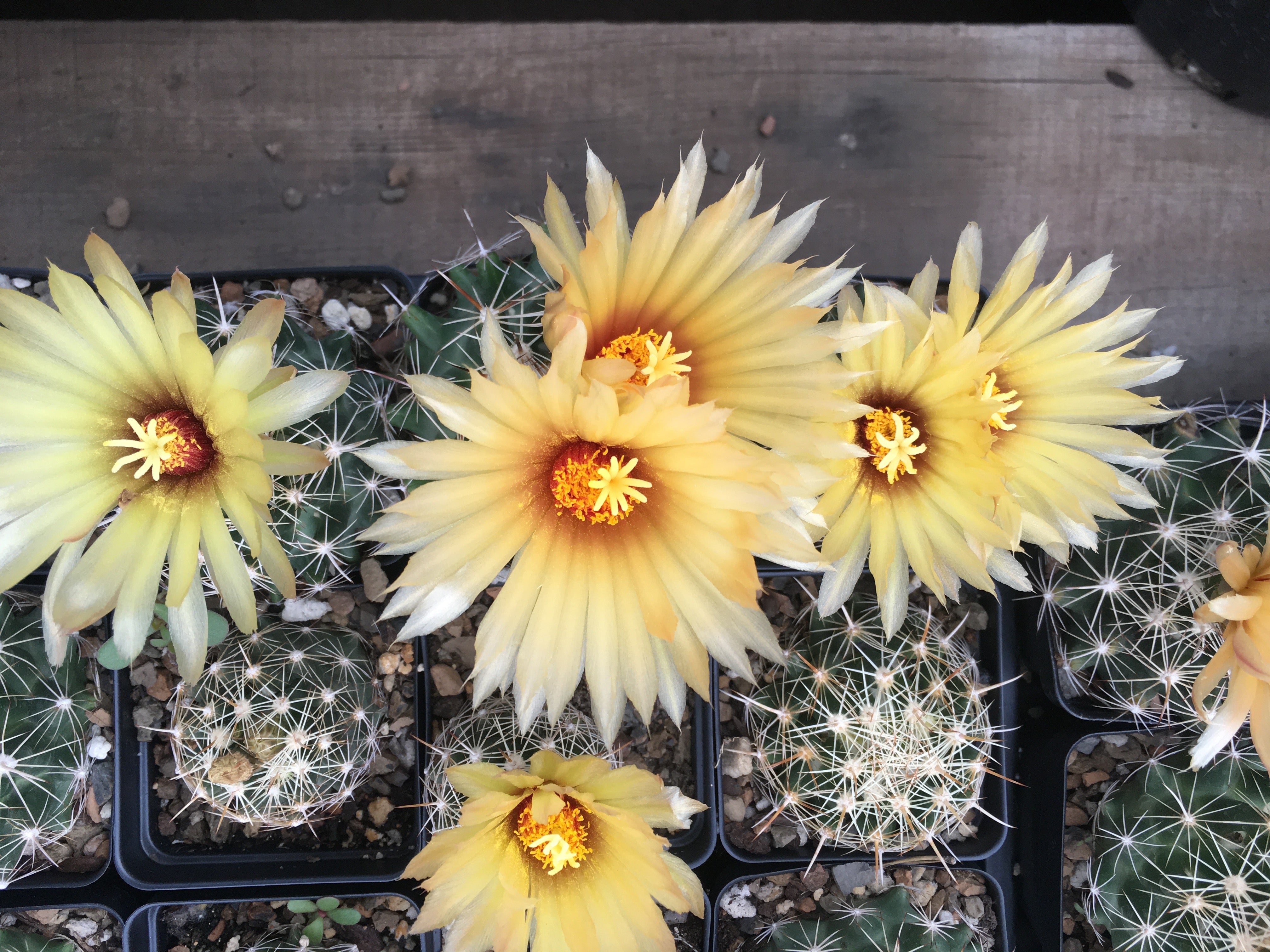 Opuntia/Cylindropuntia – tagged 