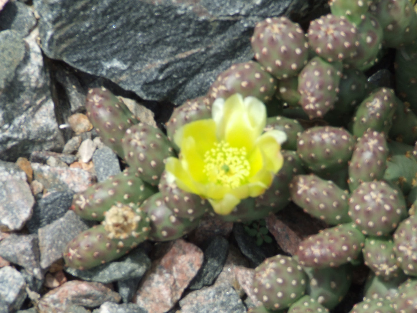 OP030: Opuntia fragilis (debreczyi) v. denuda (Potato Cactus) COLD HARDY CACTUS
