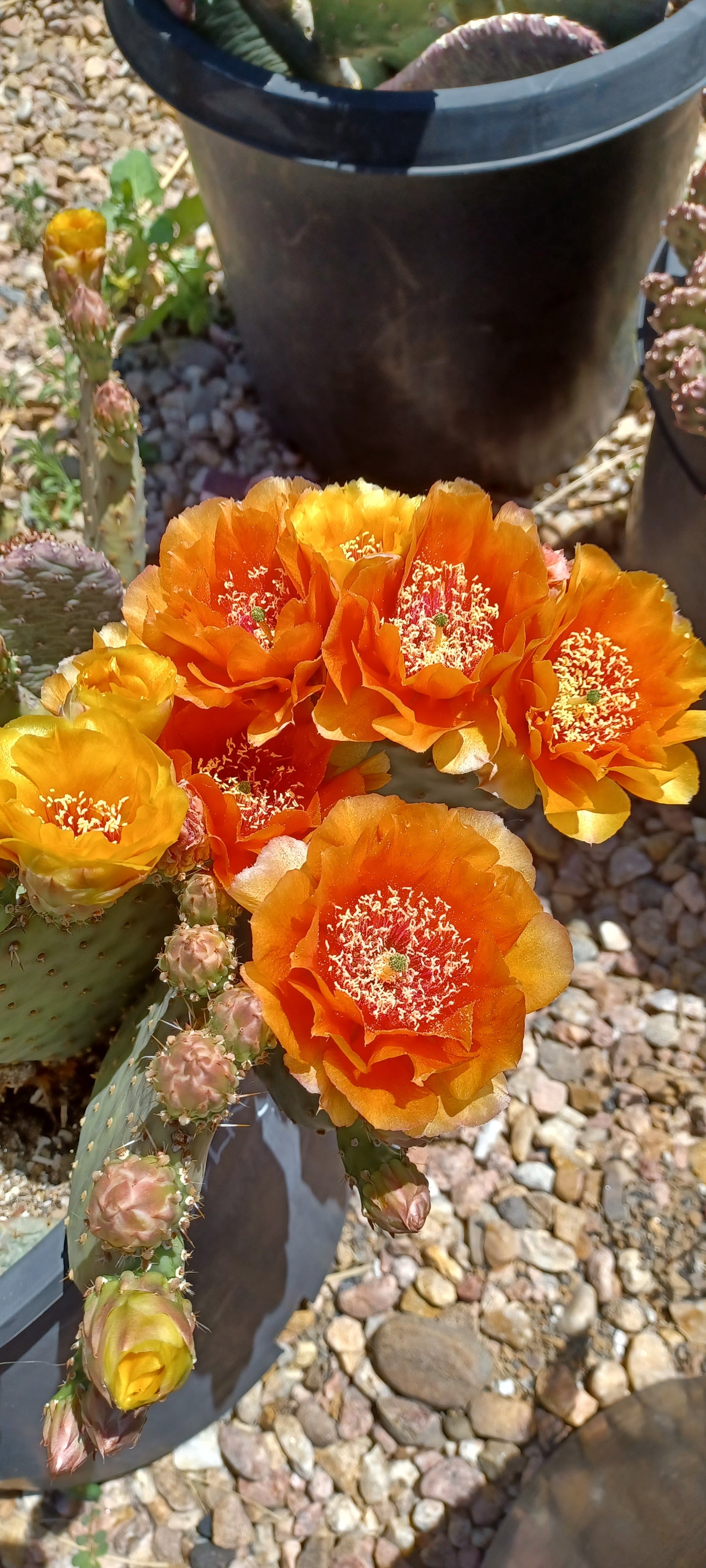 OP120: Opuntia "Walk-In-Beauty" 'Fire Sun'