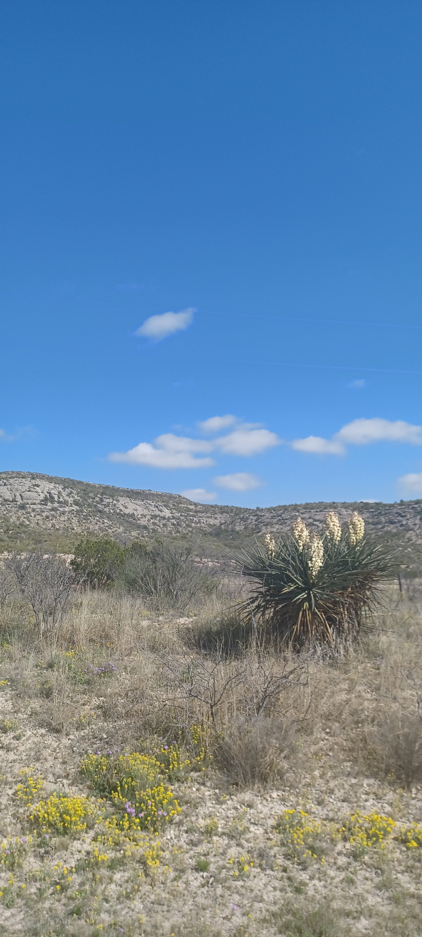 YU011: Yucca torreyi (Torrey's Tree Yucca) COLD HARDY CACTUS