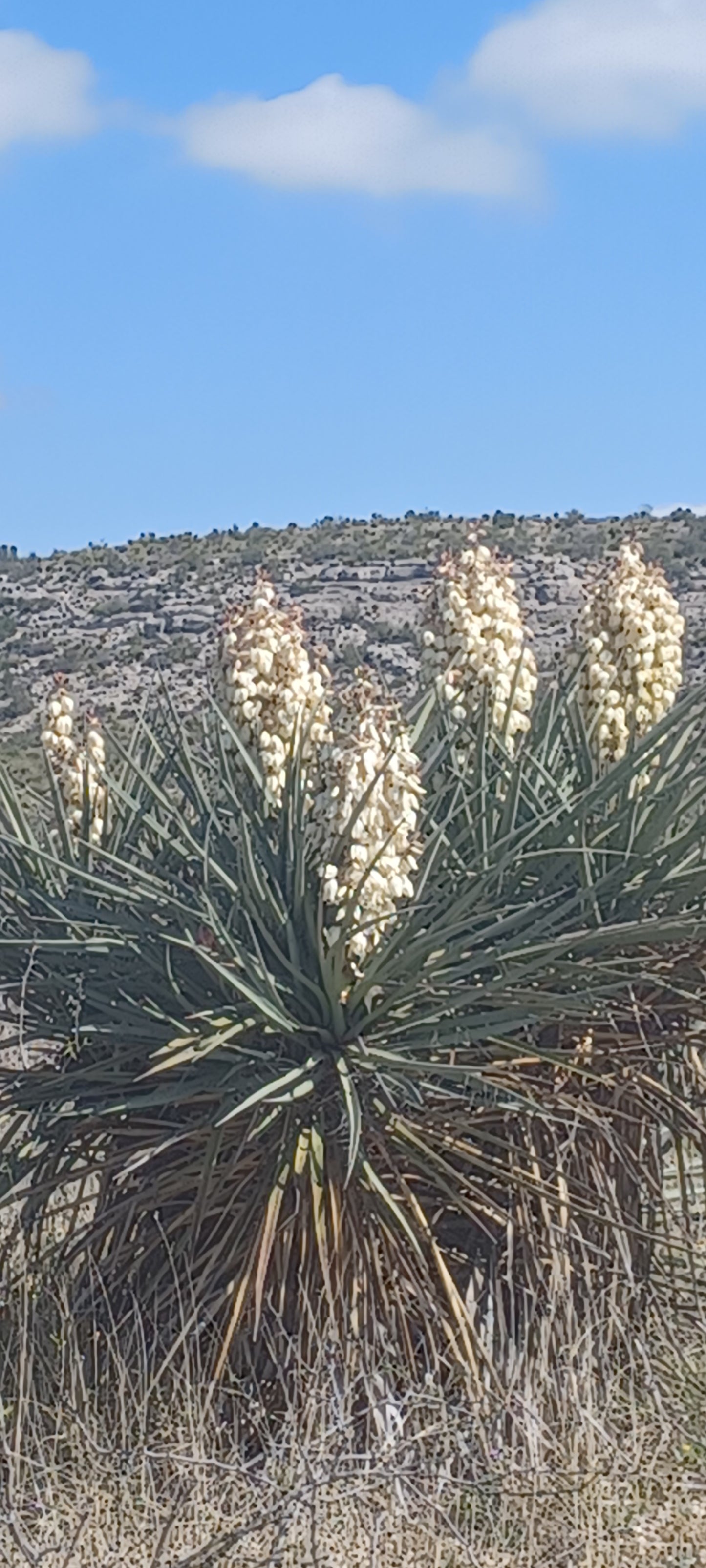 YU011: Yucca torreyi (Torrey's Tree Yucca) COLD HARDY CACTUS