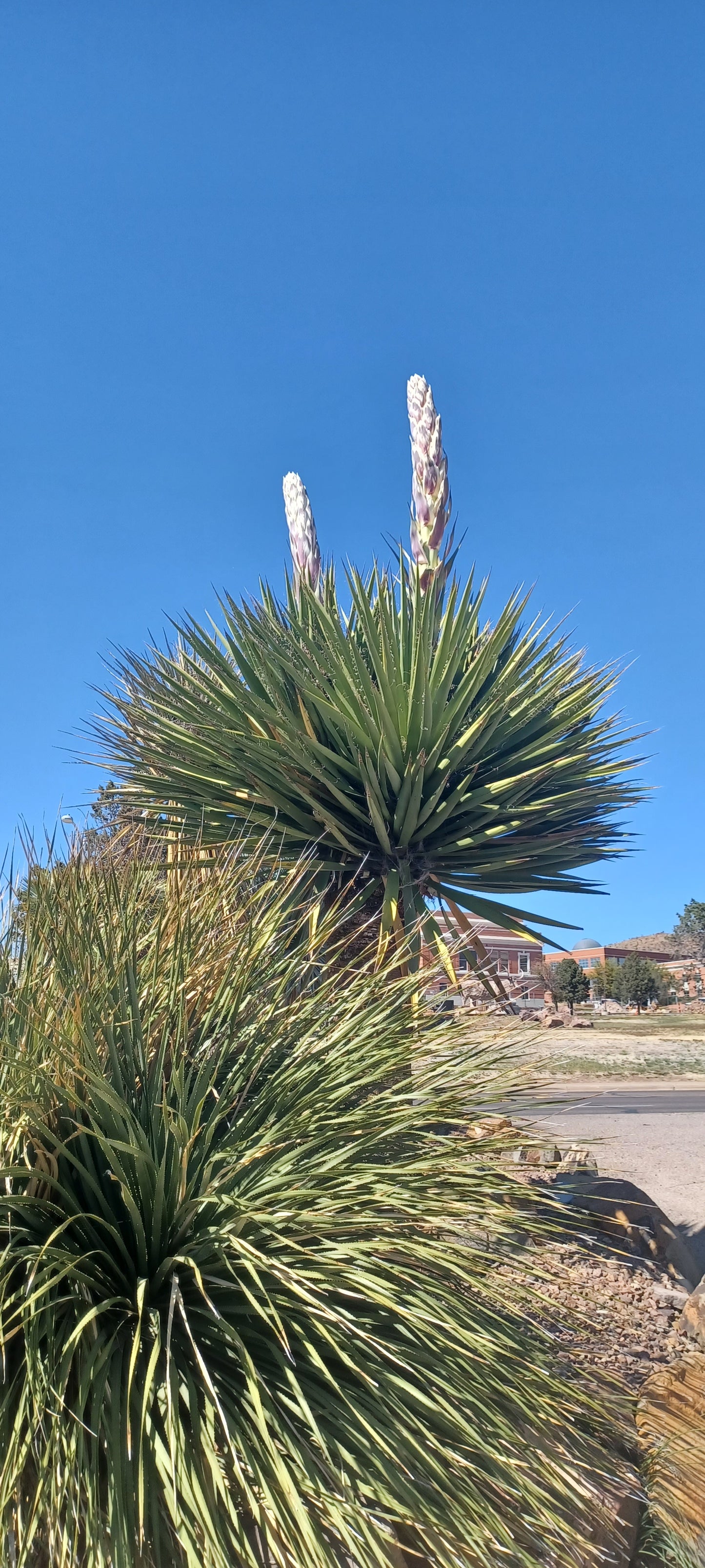 YU005: Yucca faxoniana 'Giant Faxon' COLD HARDY CACTUS