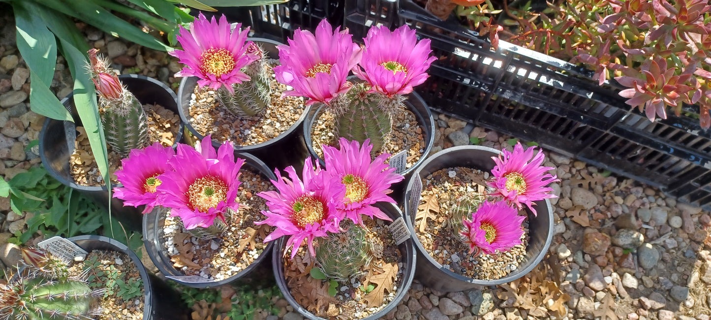 EC024: 'Purple Marvel' Echinocereus fendleri x caespitosus COLD HARDY CACTUS