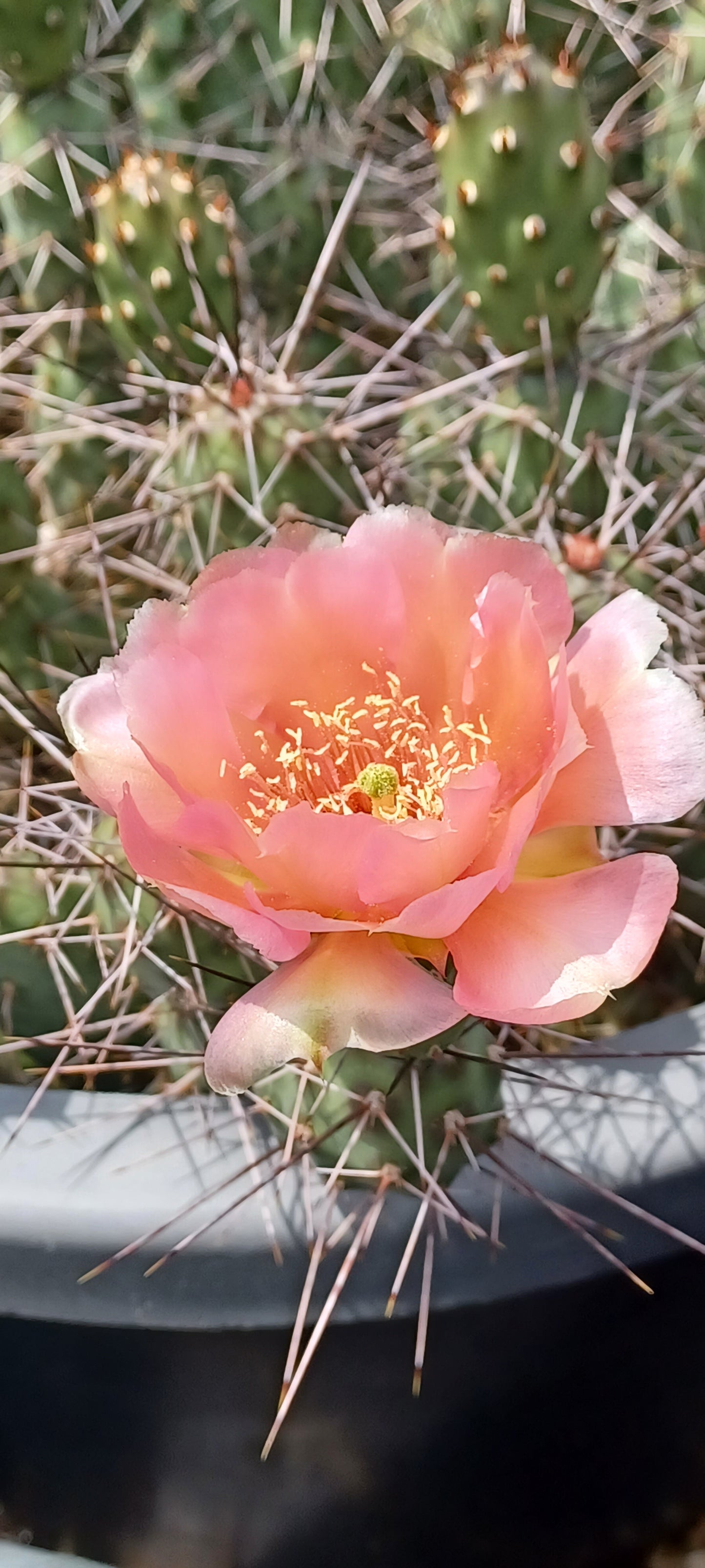 OP070: Opuntia fragilis 'Coral Rose' COLD HARDY CACTUS