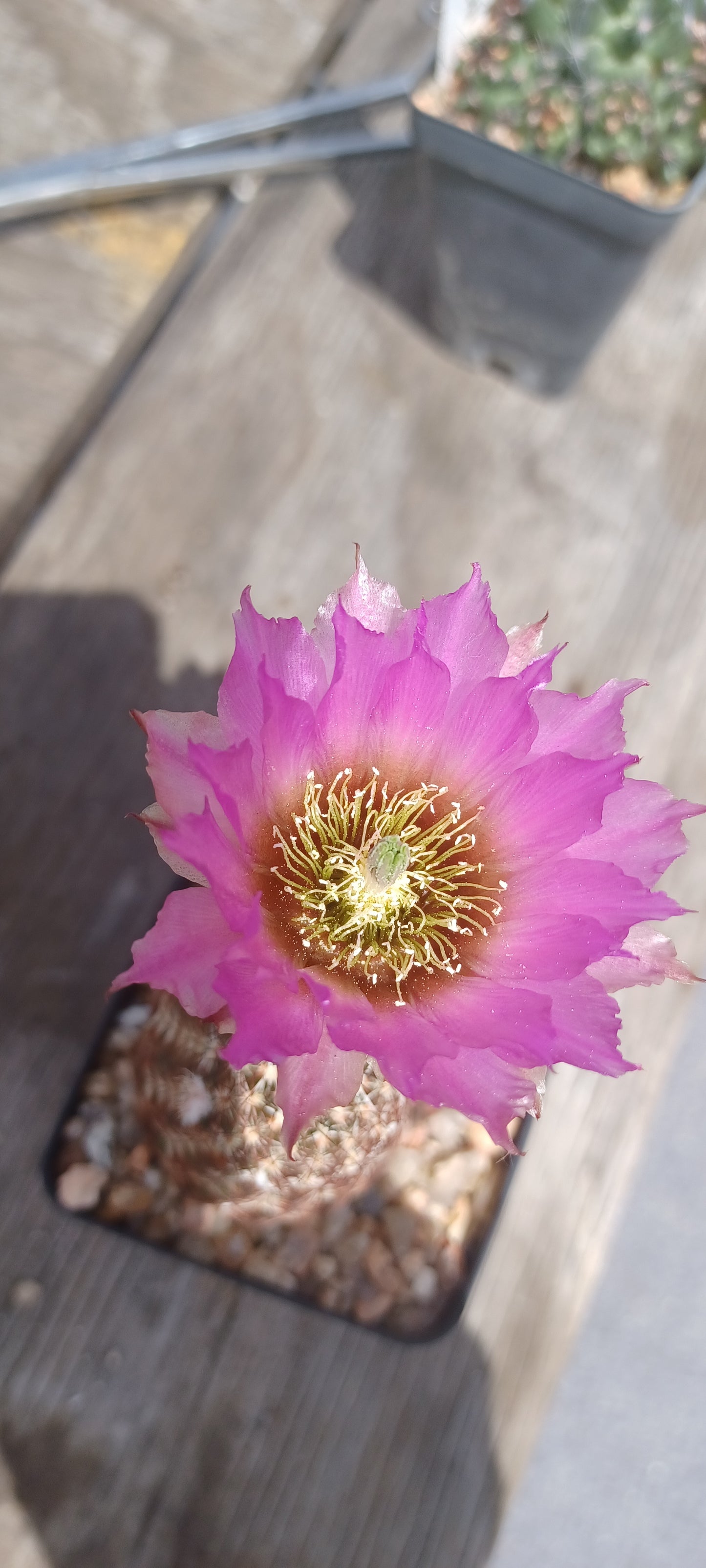 EC033:  Echinocereus perbellus v brevispinus    COLD HARDY CACTUS