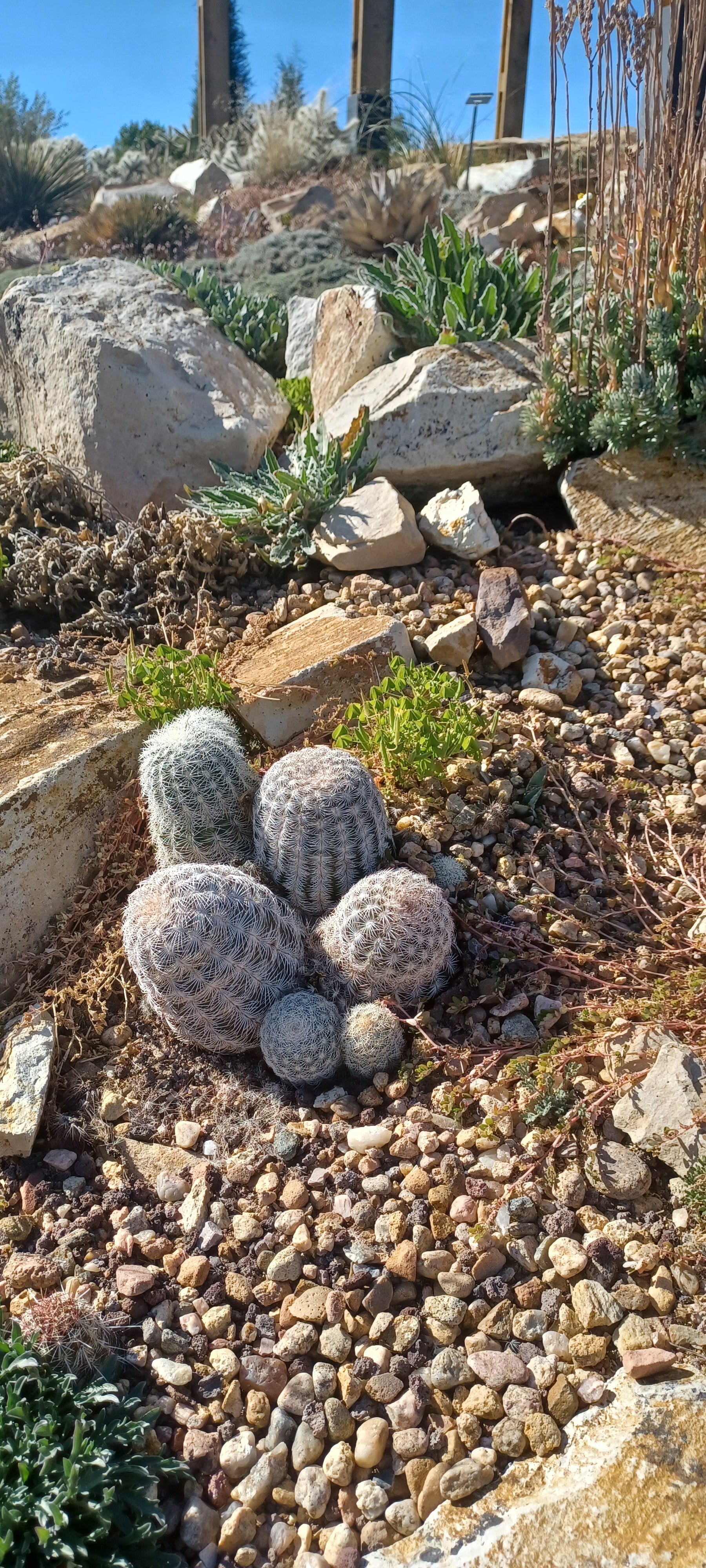 EC053: Echinocereus 