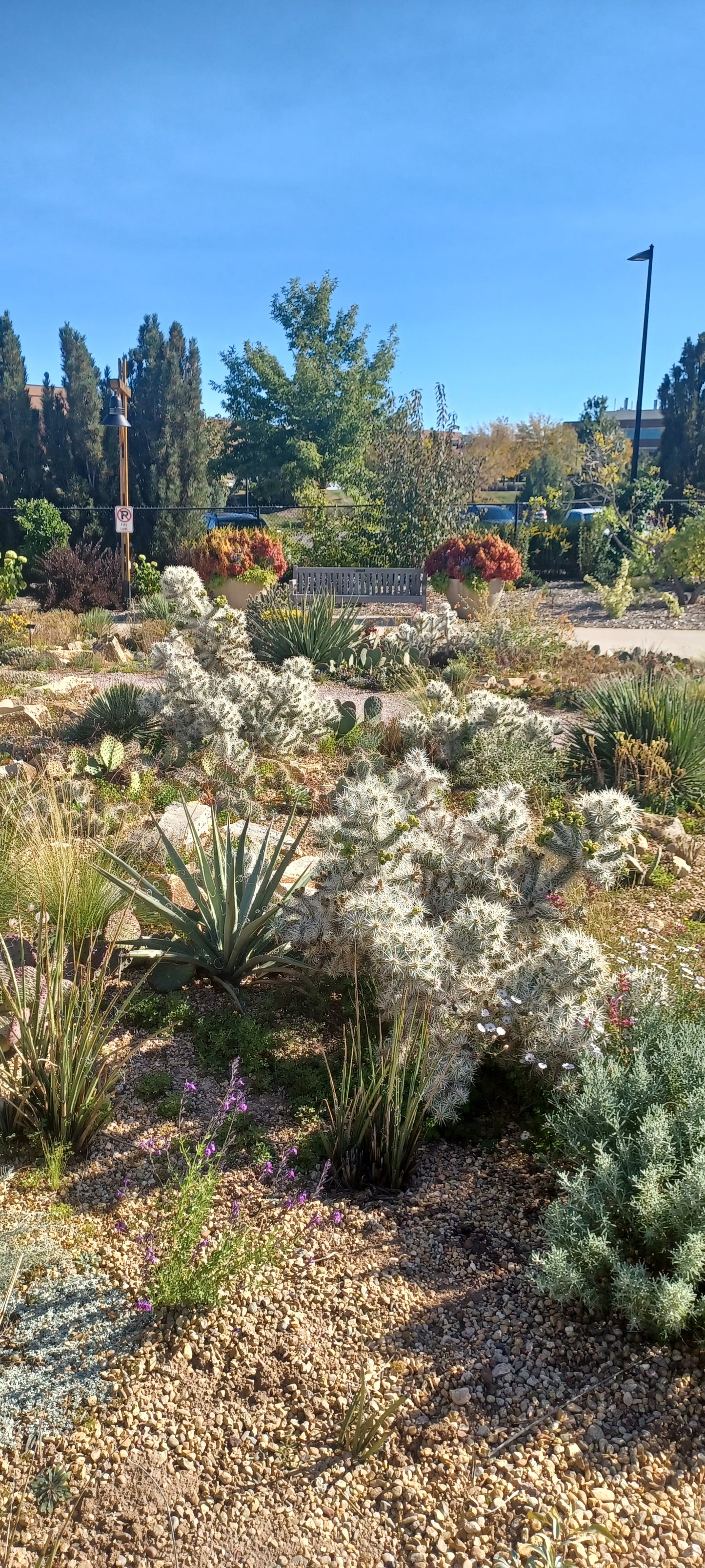 OP047: Cylindropuntia multigeniculata 'Snow Leopard'     COLD HARDY CACTUS