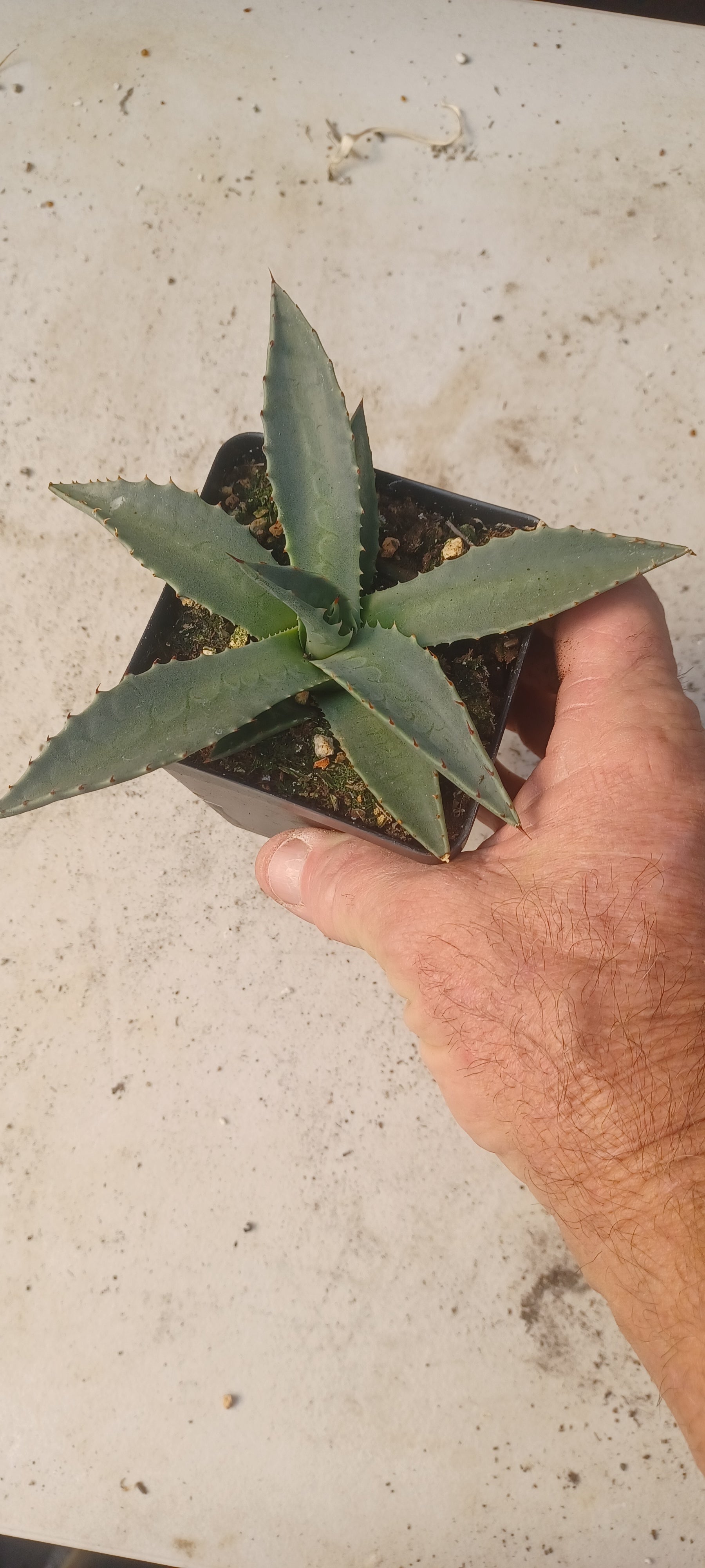 AG001: Agave parryi v neomexicana COLD HARDY CACTUS – COLDHARDYCACTUS