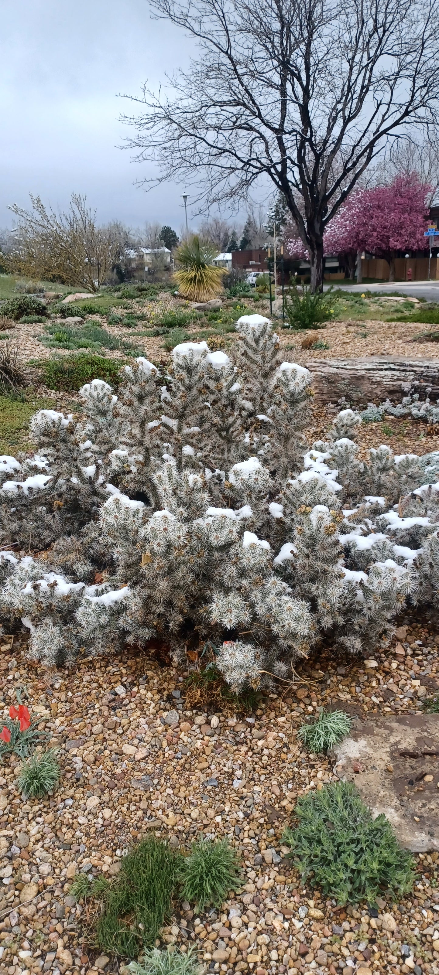 OP047: Cylindropuntia multigeniculata 'Snow Leopard'     COLD HARDY CACTUS