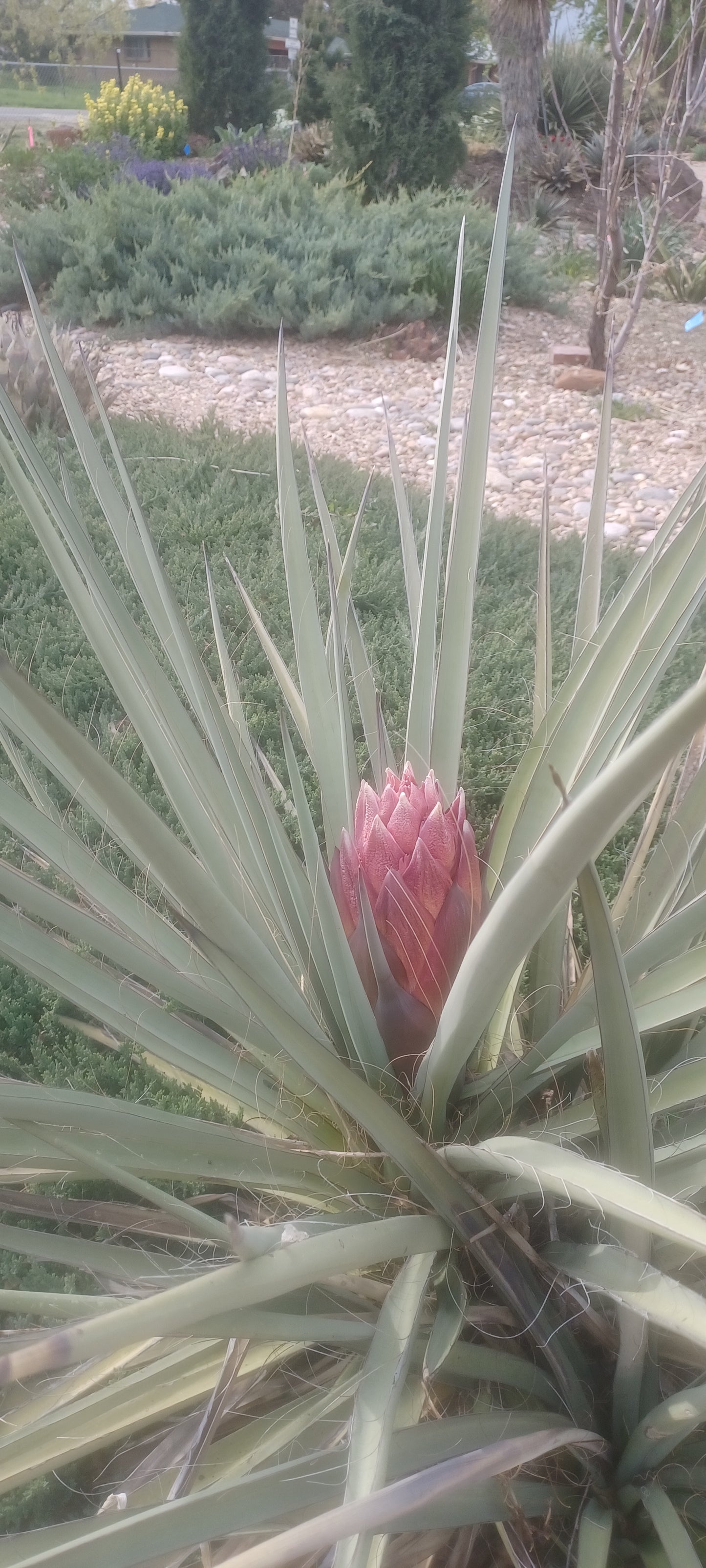 YU011: Yucca torreyi (Torrey's Tree Yucca) COLD HARDY CACTUS