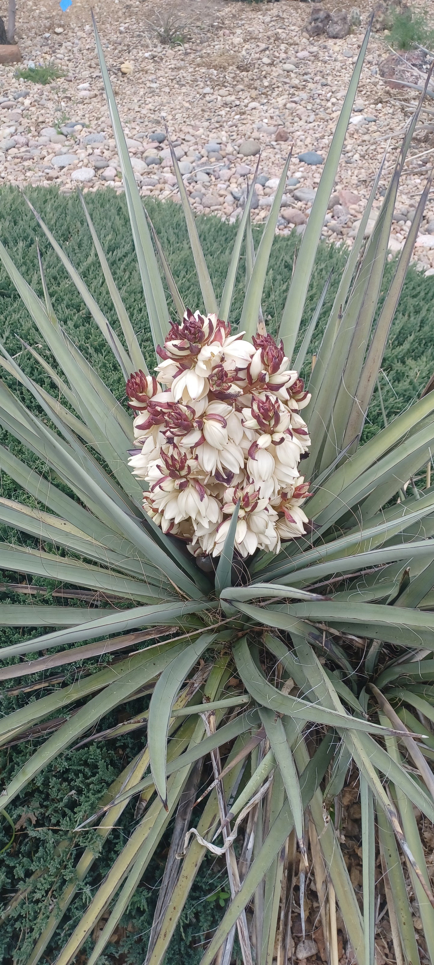 YU011: Yucca torreyi (Torrey's Tree Yucca) COLD HARDY CACTUS