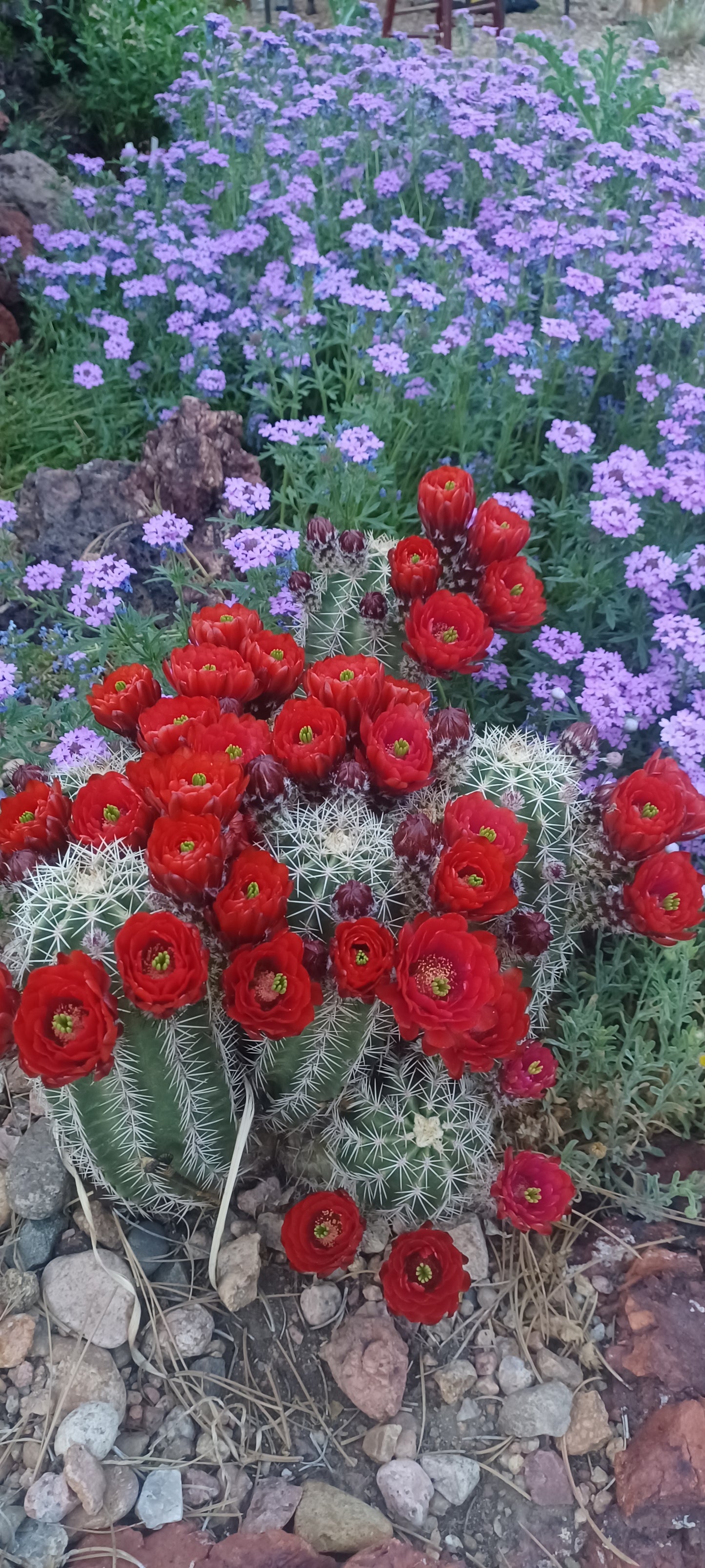 EC029:  Echinocereus x roetteri x triglochidiatus Double Red Forms  COLD HARDY CACTUS