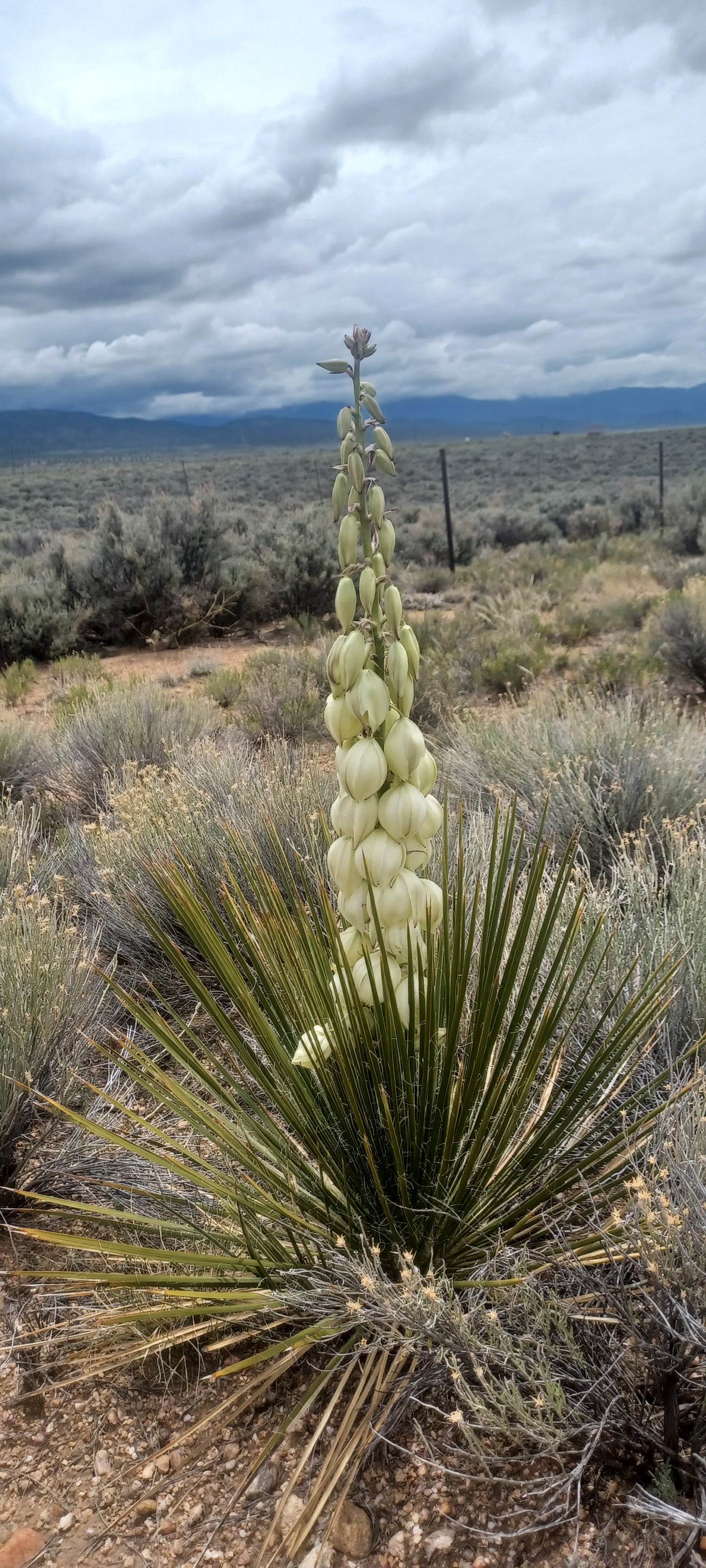 YU007: Yucca neomexicana   Mini New Mexico Yucca   COLD HARDY CACTUS