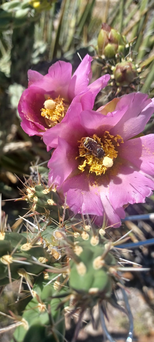OP048: Cylindropuntia imbricata v. arborescens 'Strawberry Lemonade' COLD HARDY CACTUS