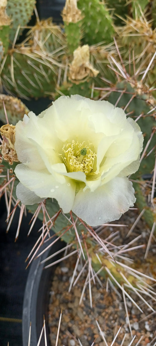 OP083:  Opuntia phaeacantha x pinkavae 'Moonlight Nambe'
