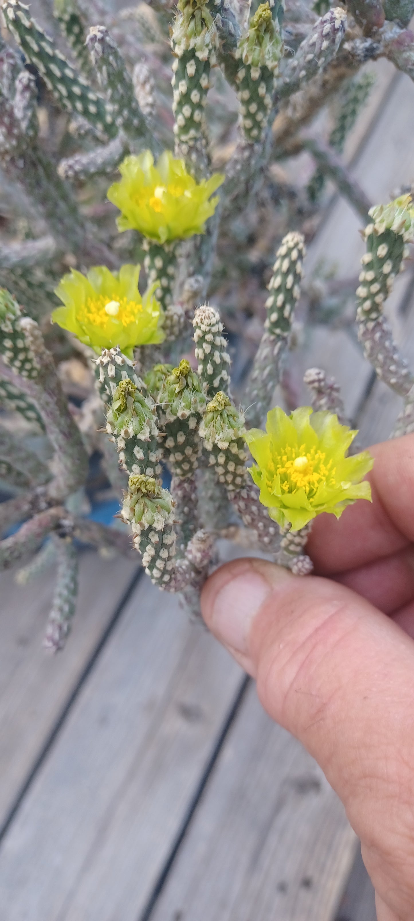 OP106:  Opuntia ramosissima (Spineless form) COLD HARDY CACTUS