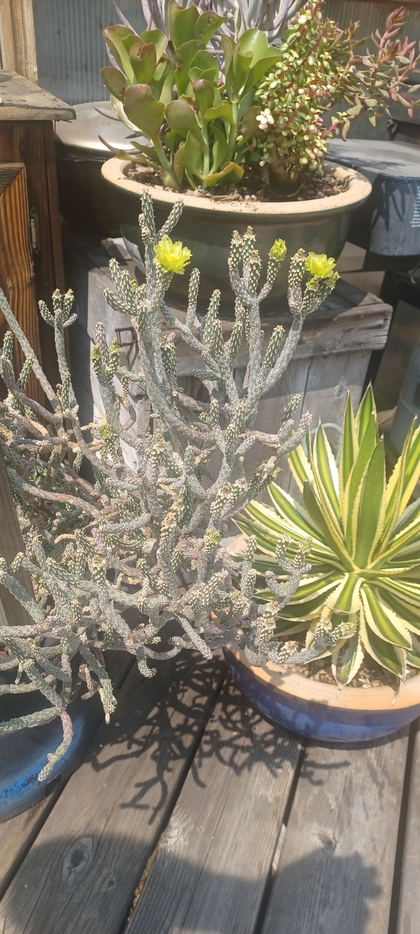 OP106:  Opuntia ramosissima (Spineless form) COLD HARDY CACTUS