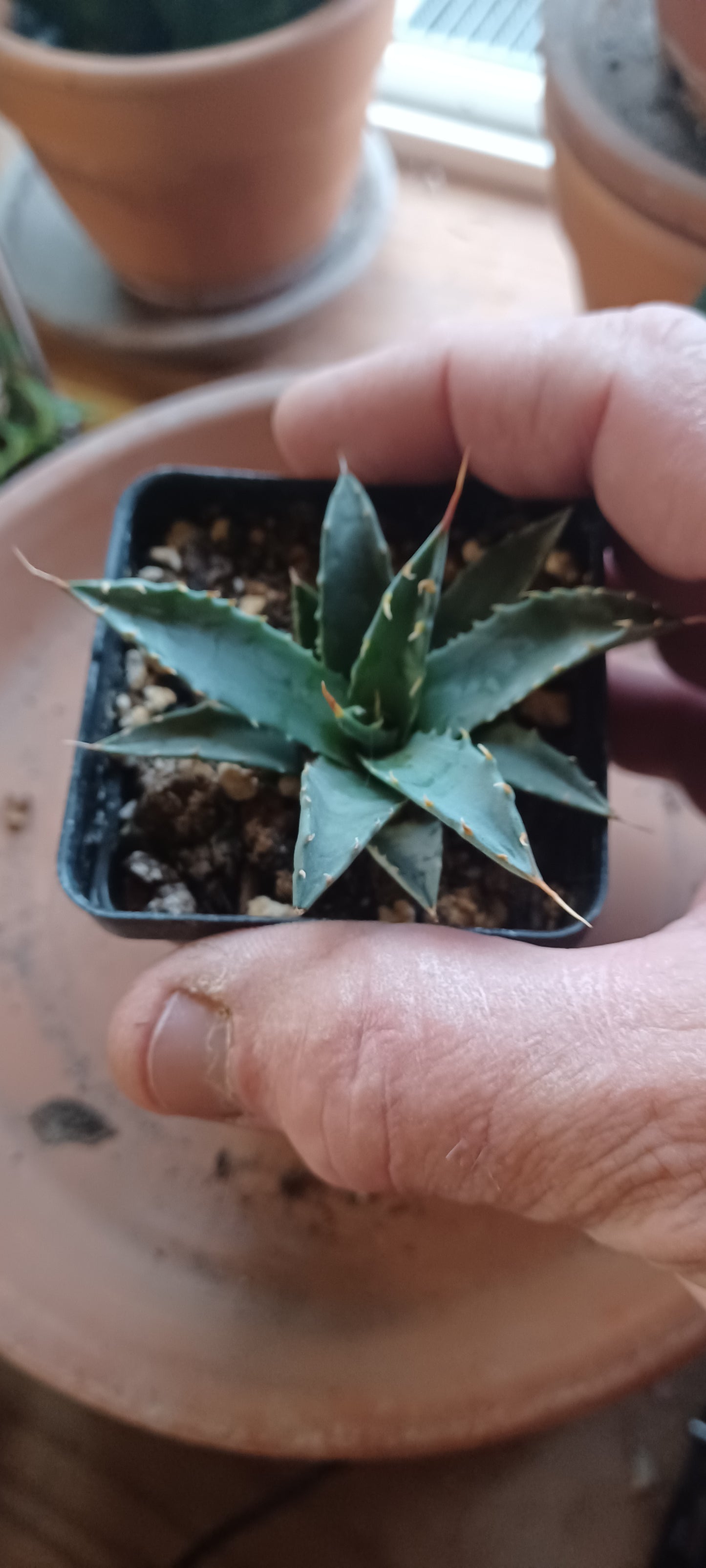 AG011: Agave utahensis v. nevadensis COLD HARDY CACTUS